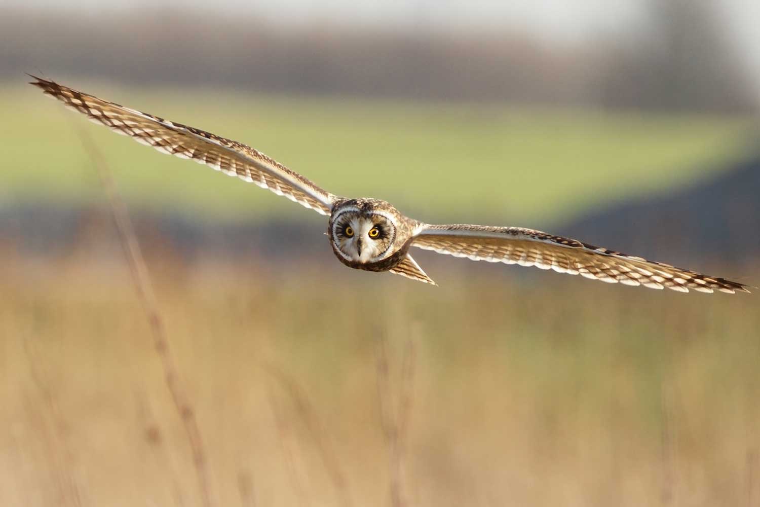 Short eared owl in flight.