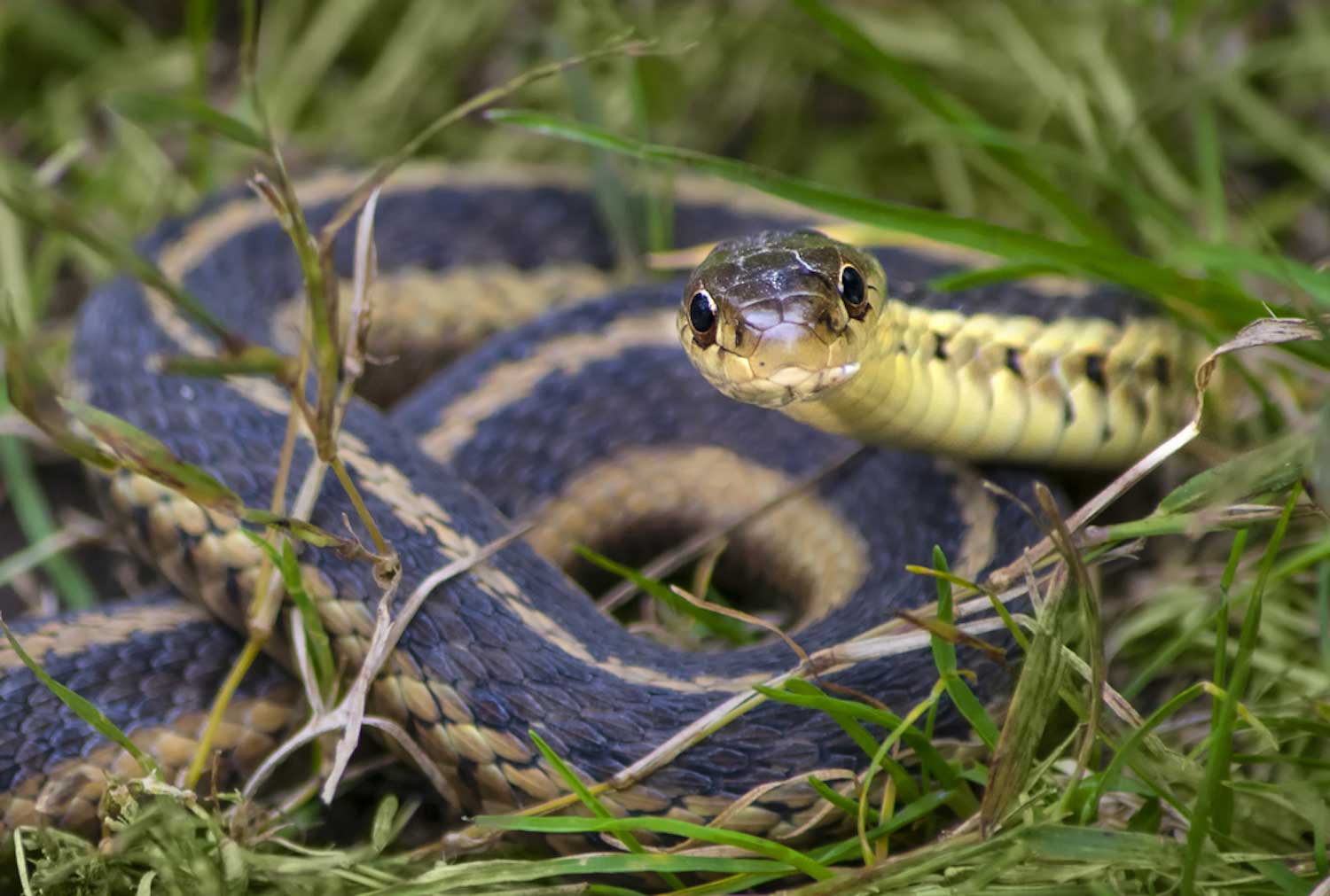 A garter snake coiled up in the grass.
