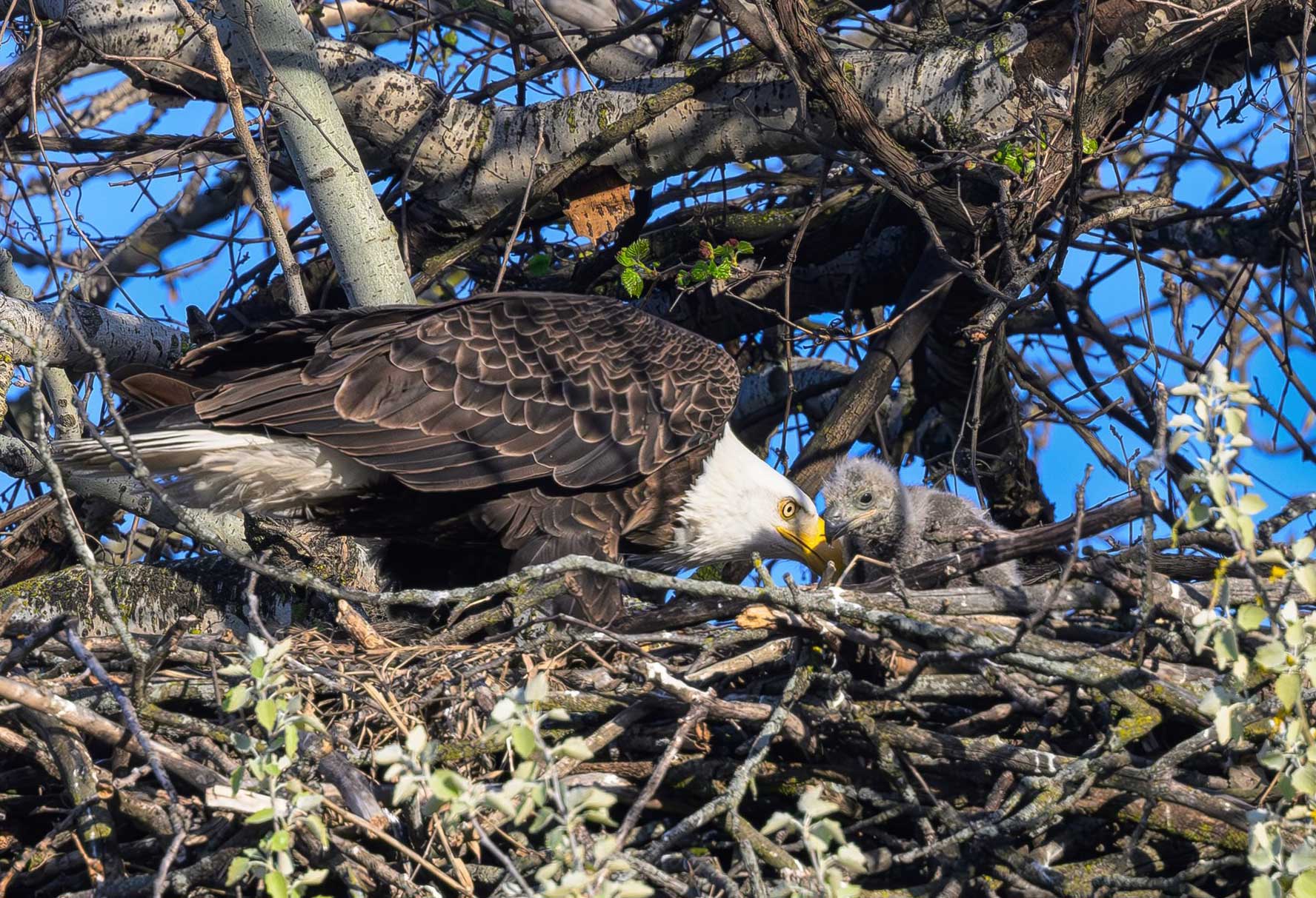 A bald eagle and its eaglet in a nest.