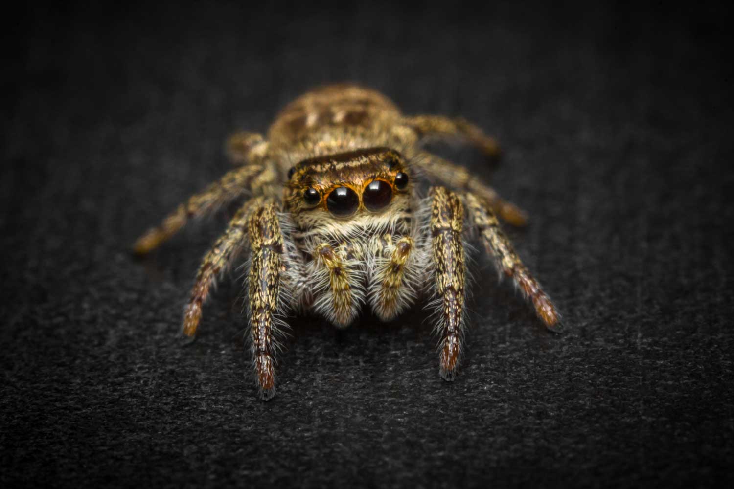 How the Jumping Spider Sees Its Prey - The New York Times