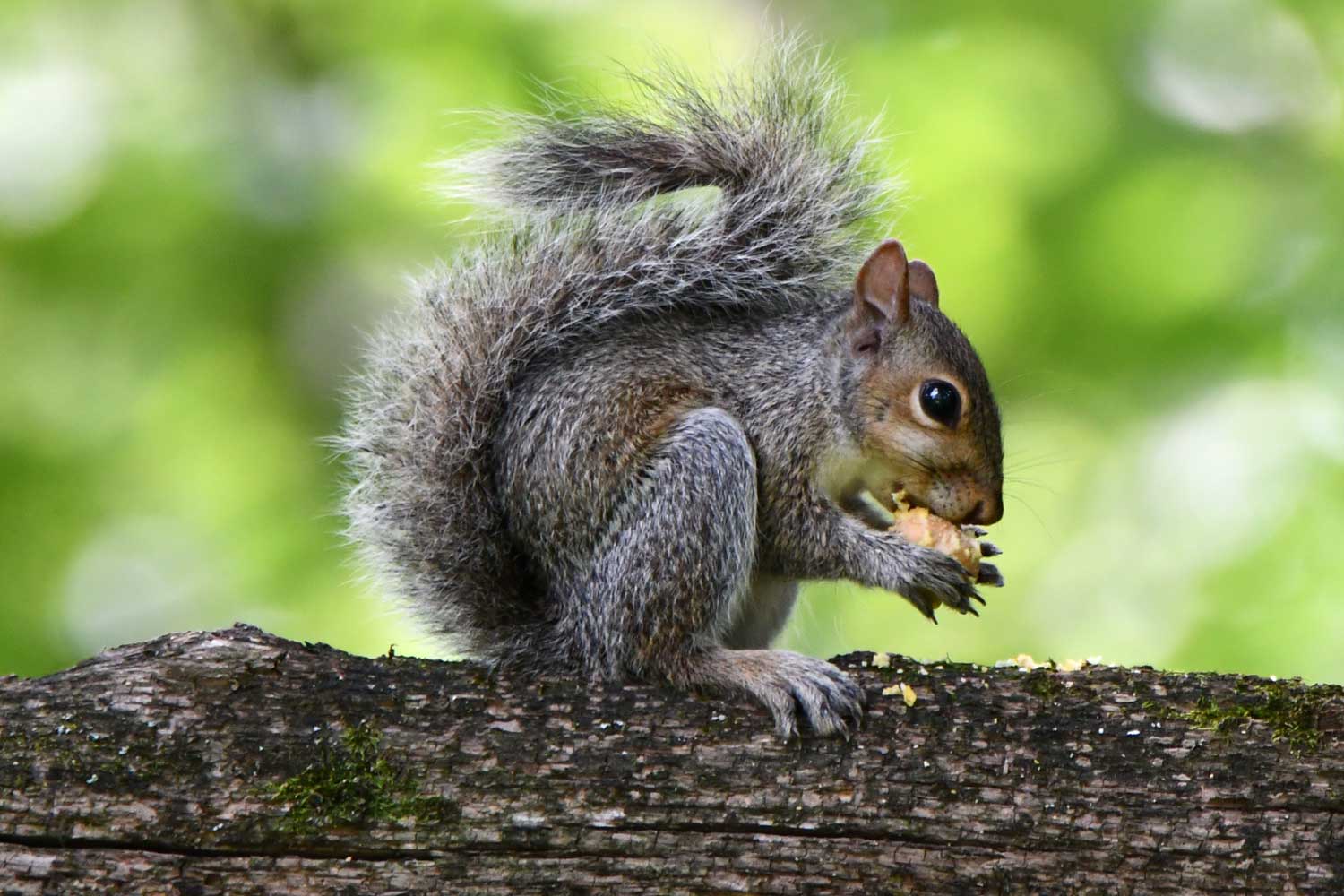 Squirrel sitting on a branch with food in its hands.