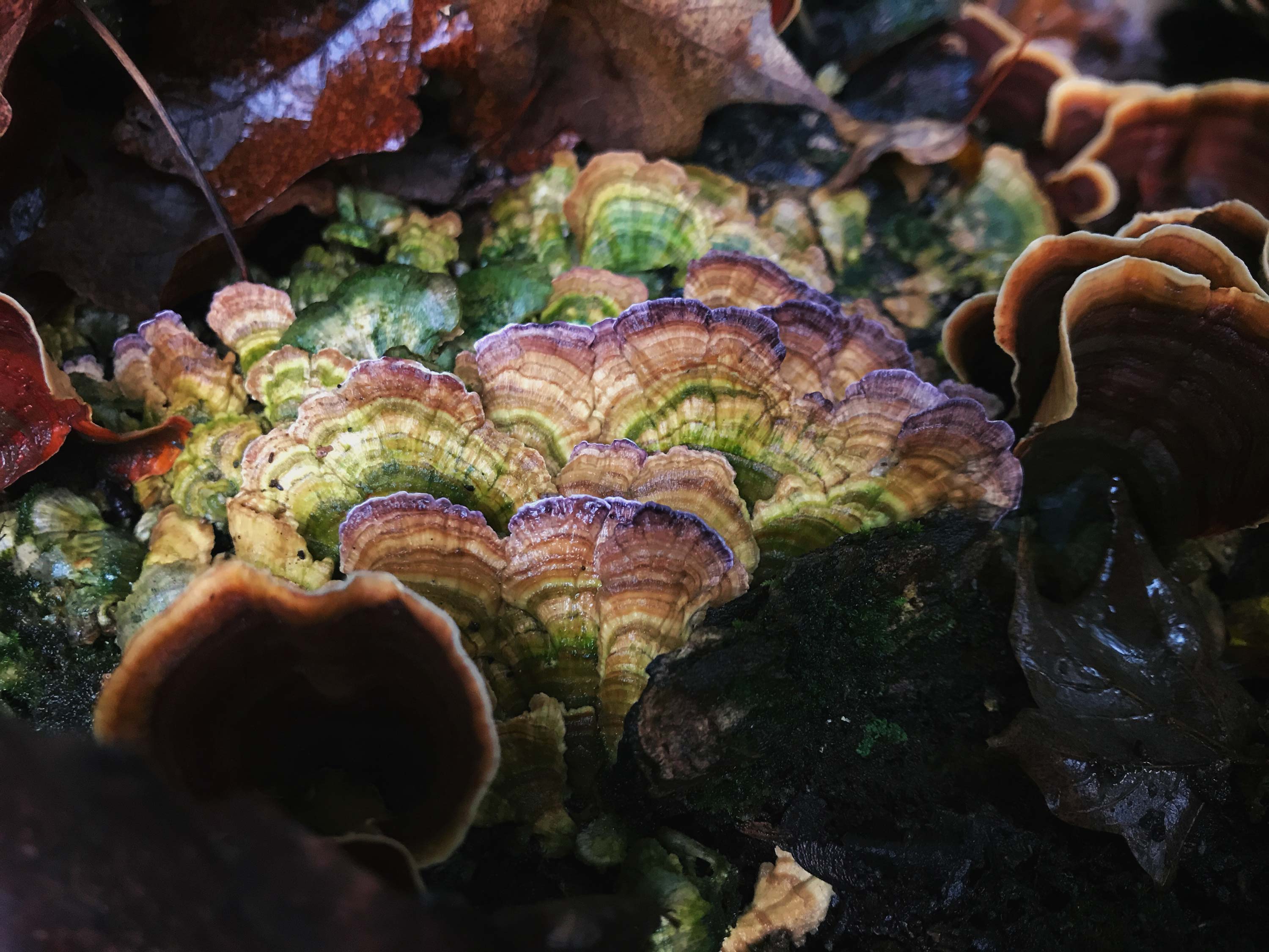 Close-up of turkey tail fungus.