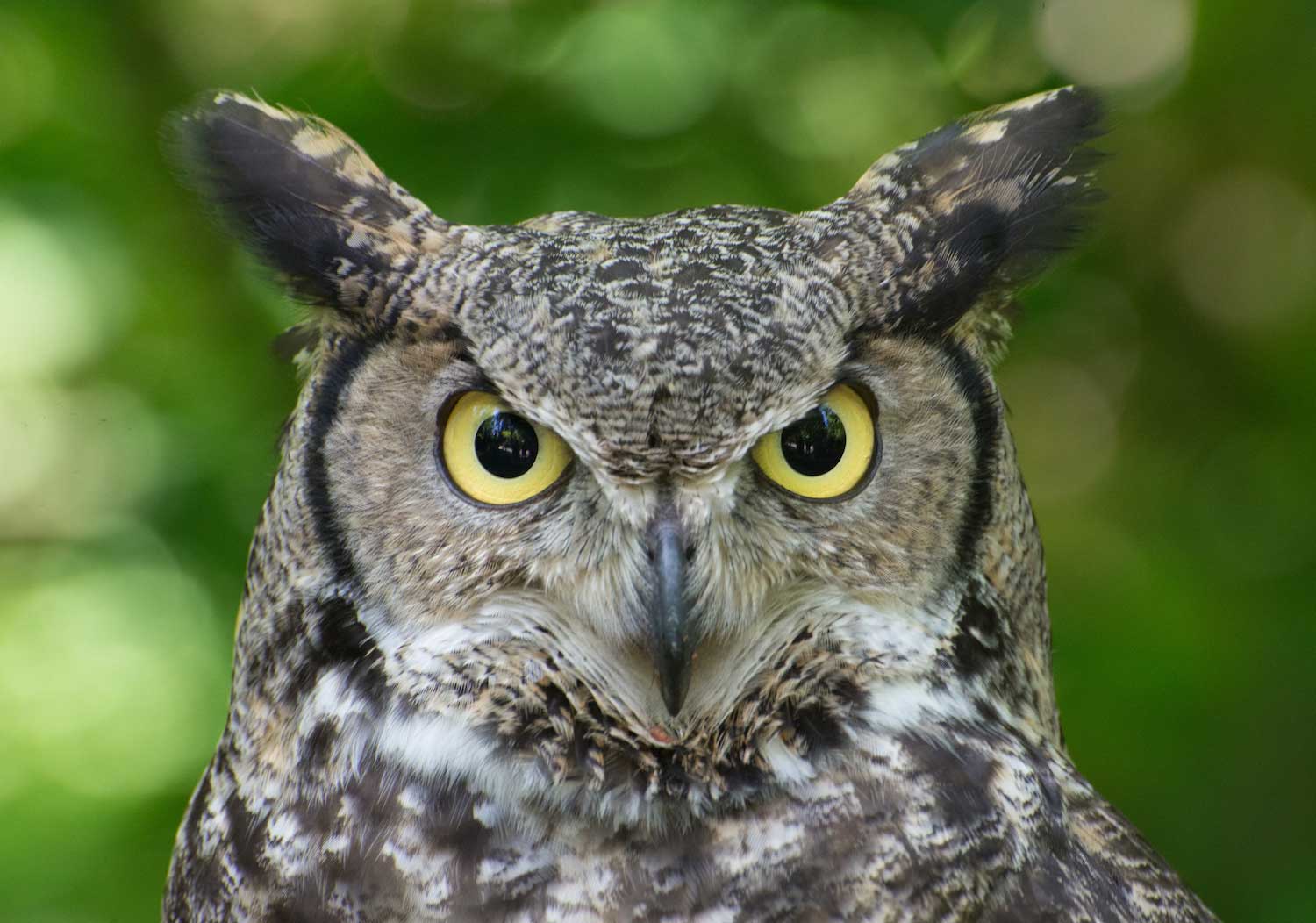 A great horned owl.