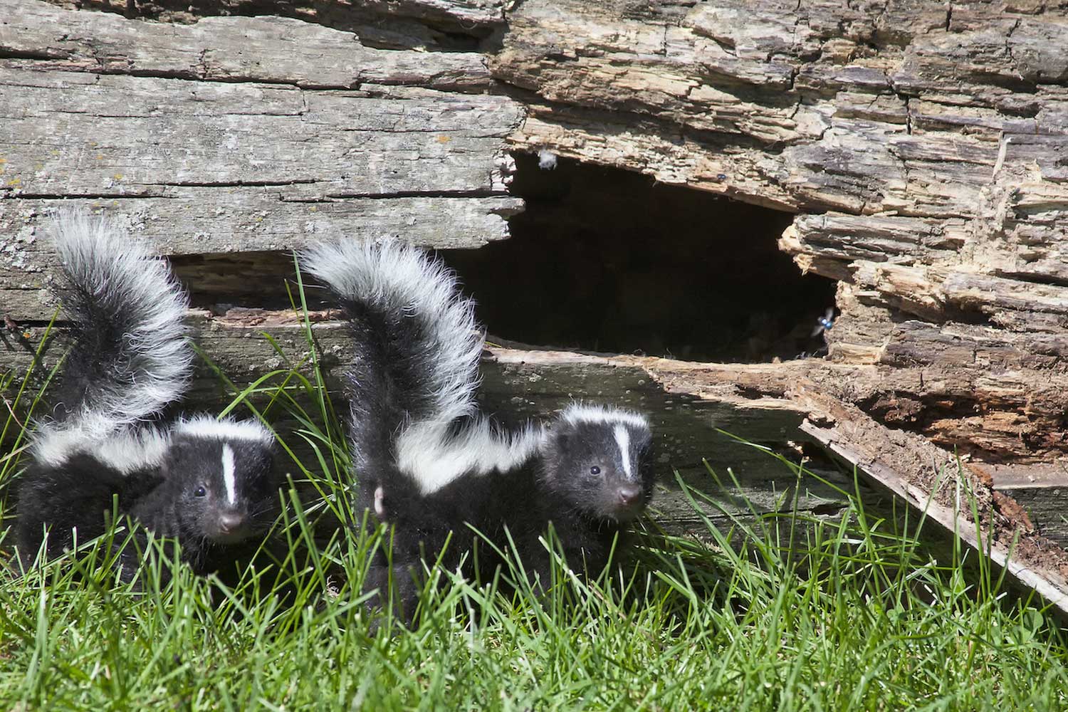 Two young skunks standing in the grass next to a fallen log.