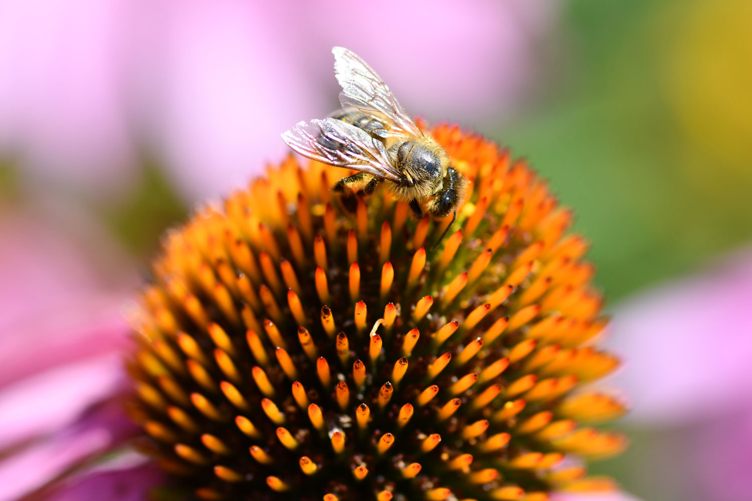 A bee on a coneflower