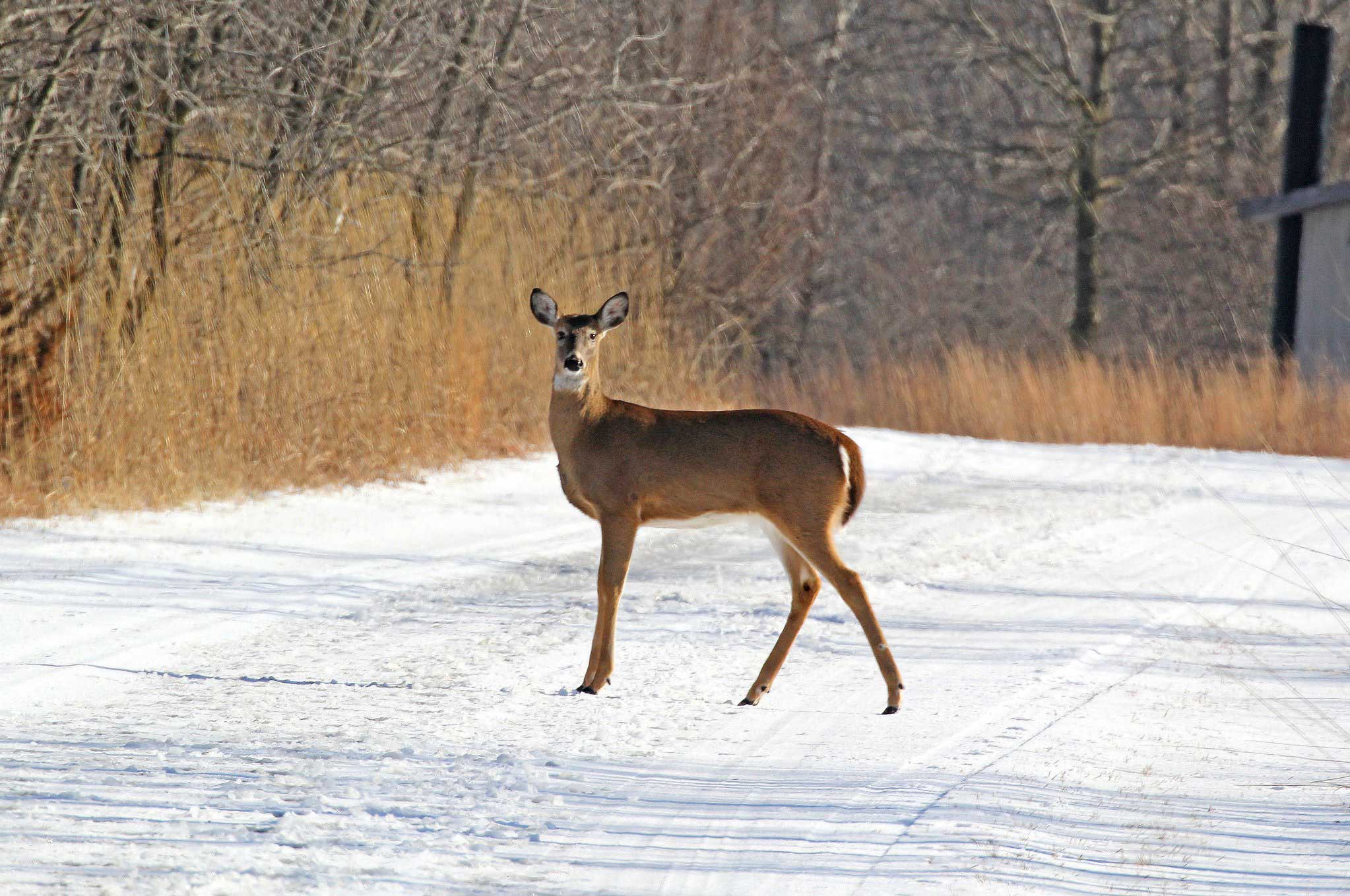A deer walking across a snow-covered trail.