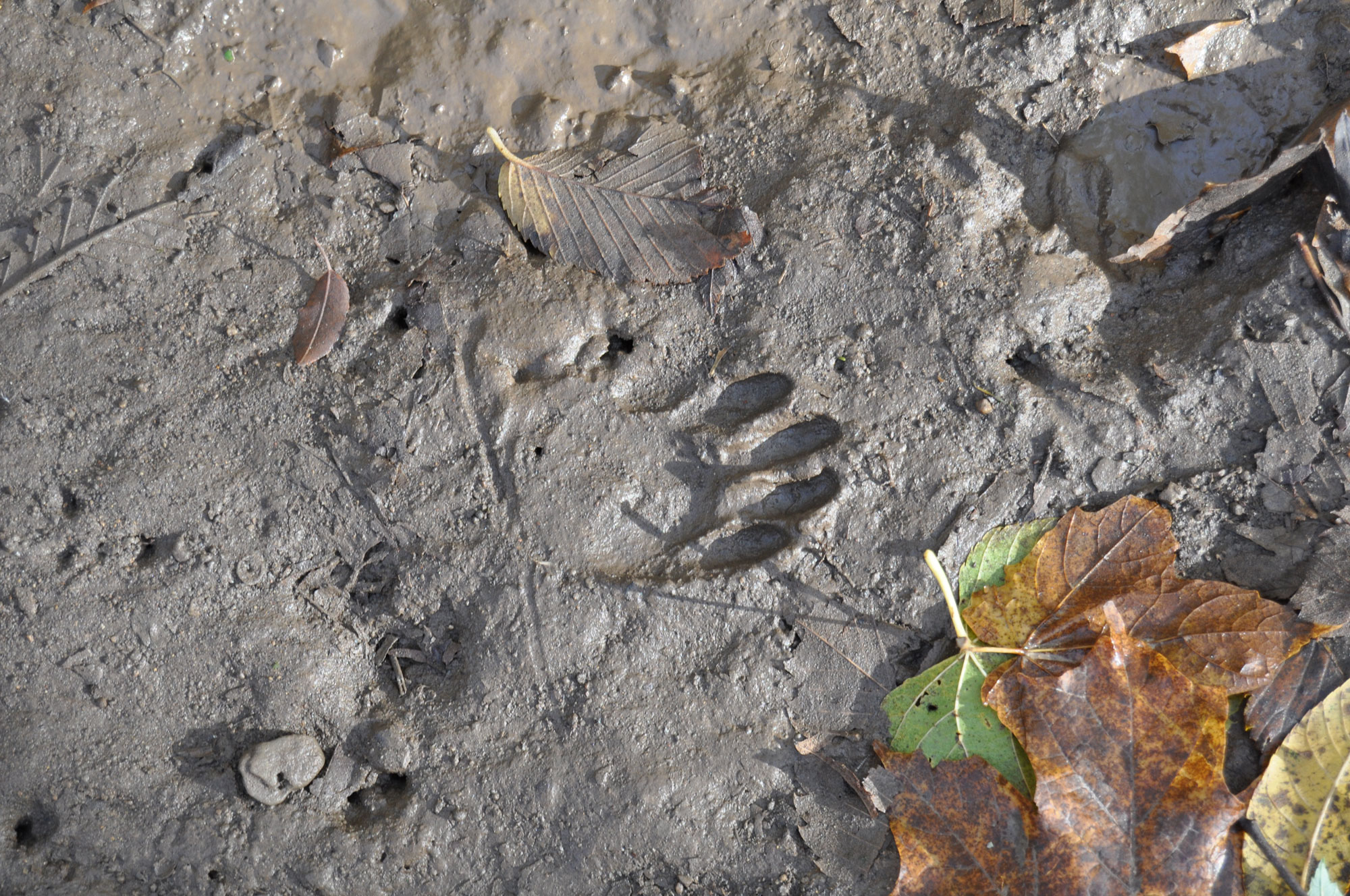 Opossum tracks in mud.