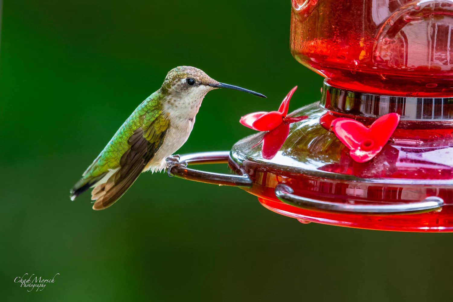 A ruby-throated hummingbird at a feeder.