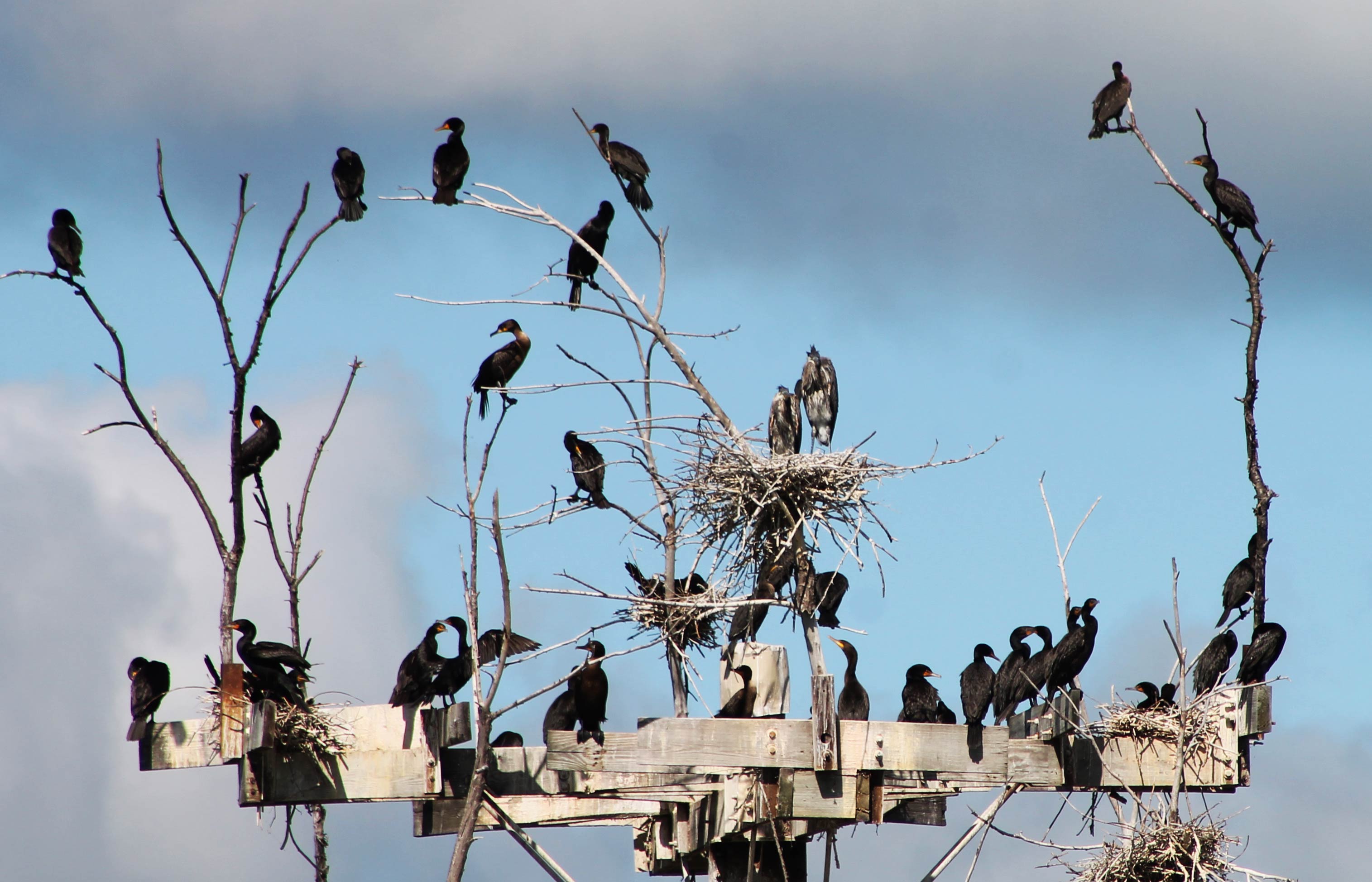 A group of double-crested cormorants on the nest platform at Lake Renwick.