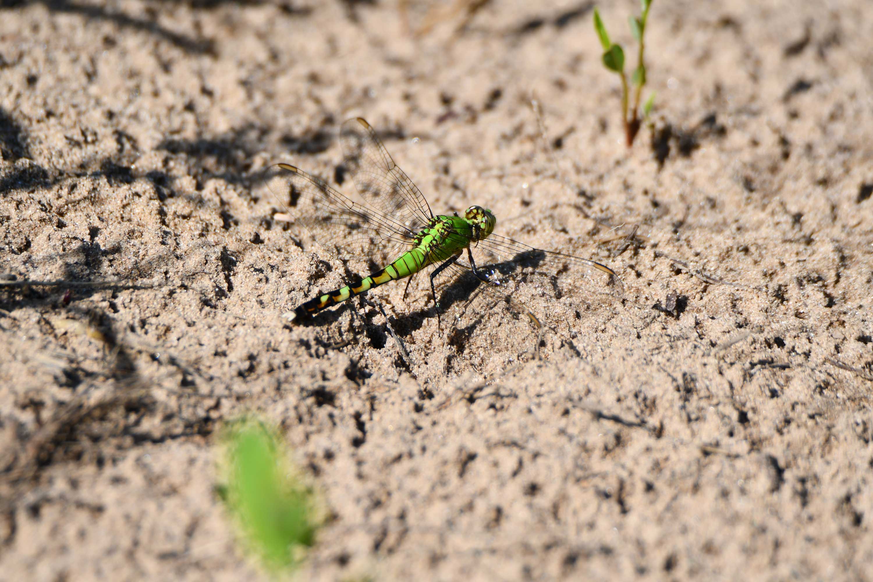 A bright green eastern pondhawk dragonfly rests on sandy ground, its transparent wings outstretched and delicate.