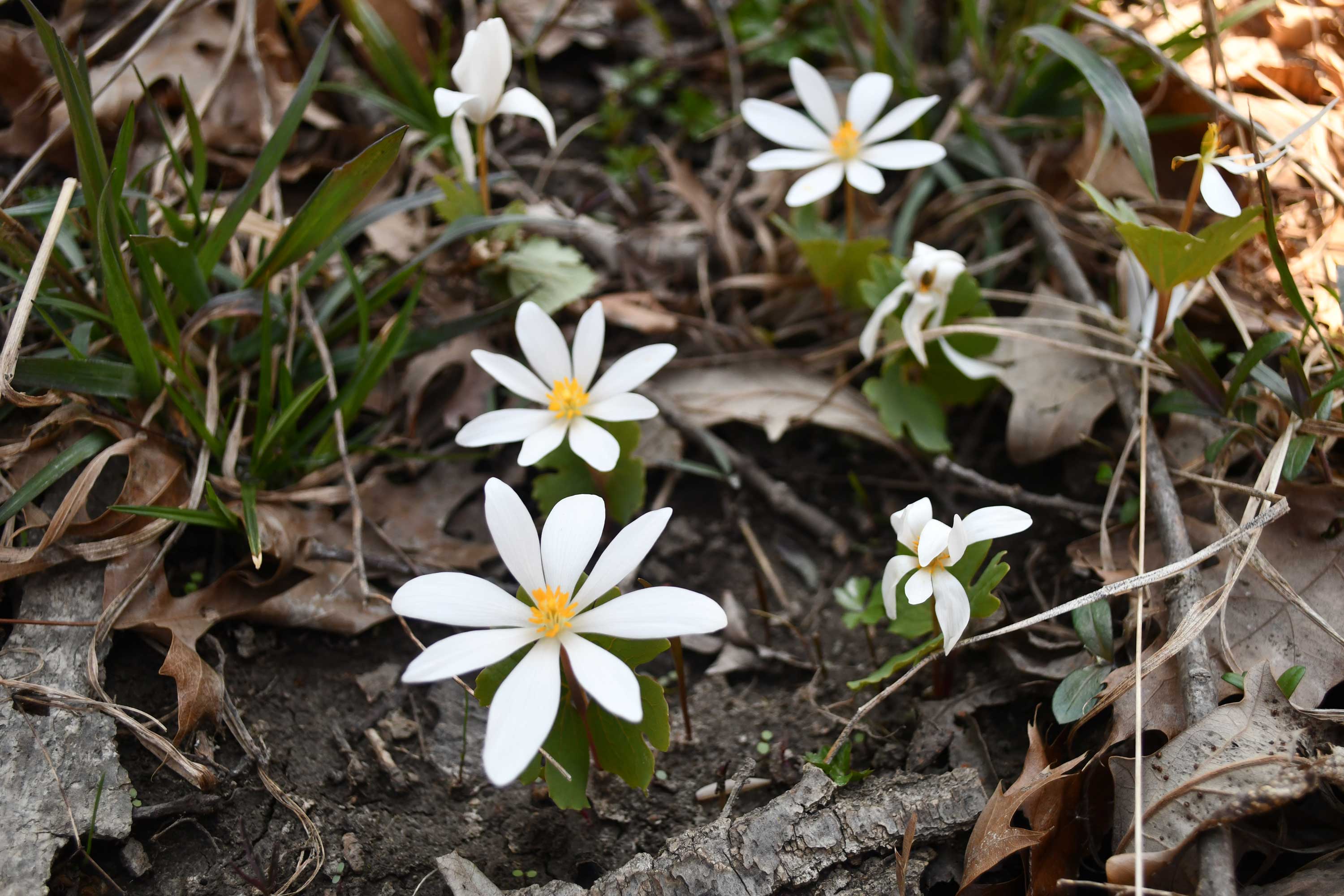Blooming bloodroot on the forest floor.
