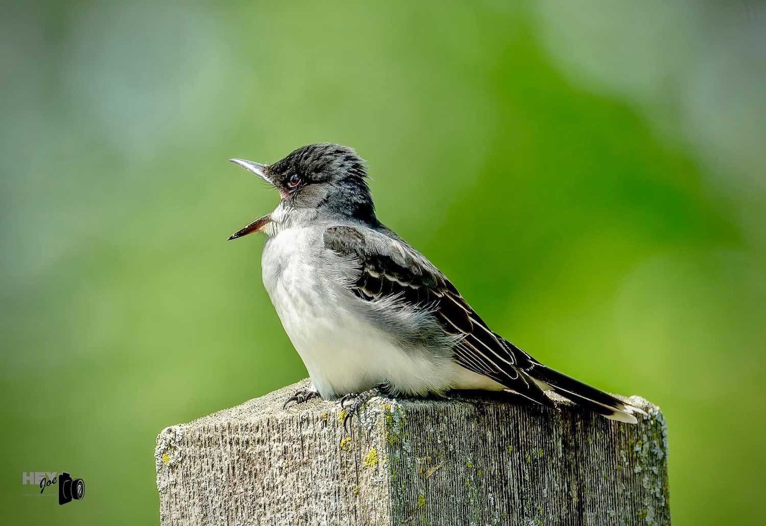 An eastern kingbird calling while perched on a wooden post.