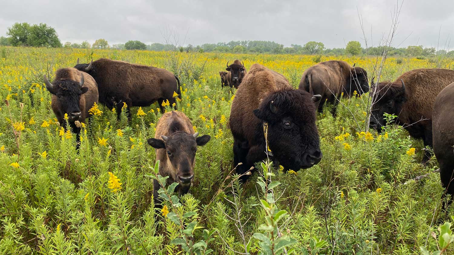 Adult and juvenile bison standing in tall grasses and vegetation.