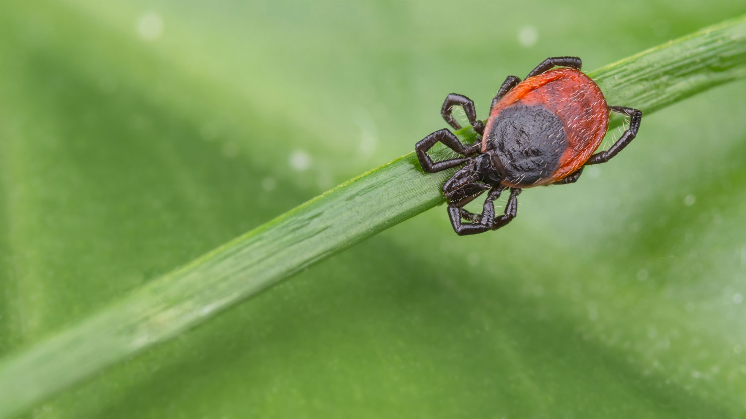 Tick on a blade of grass