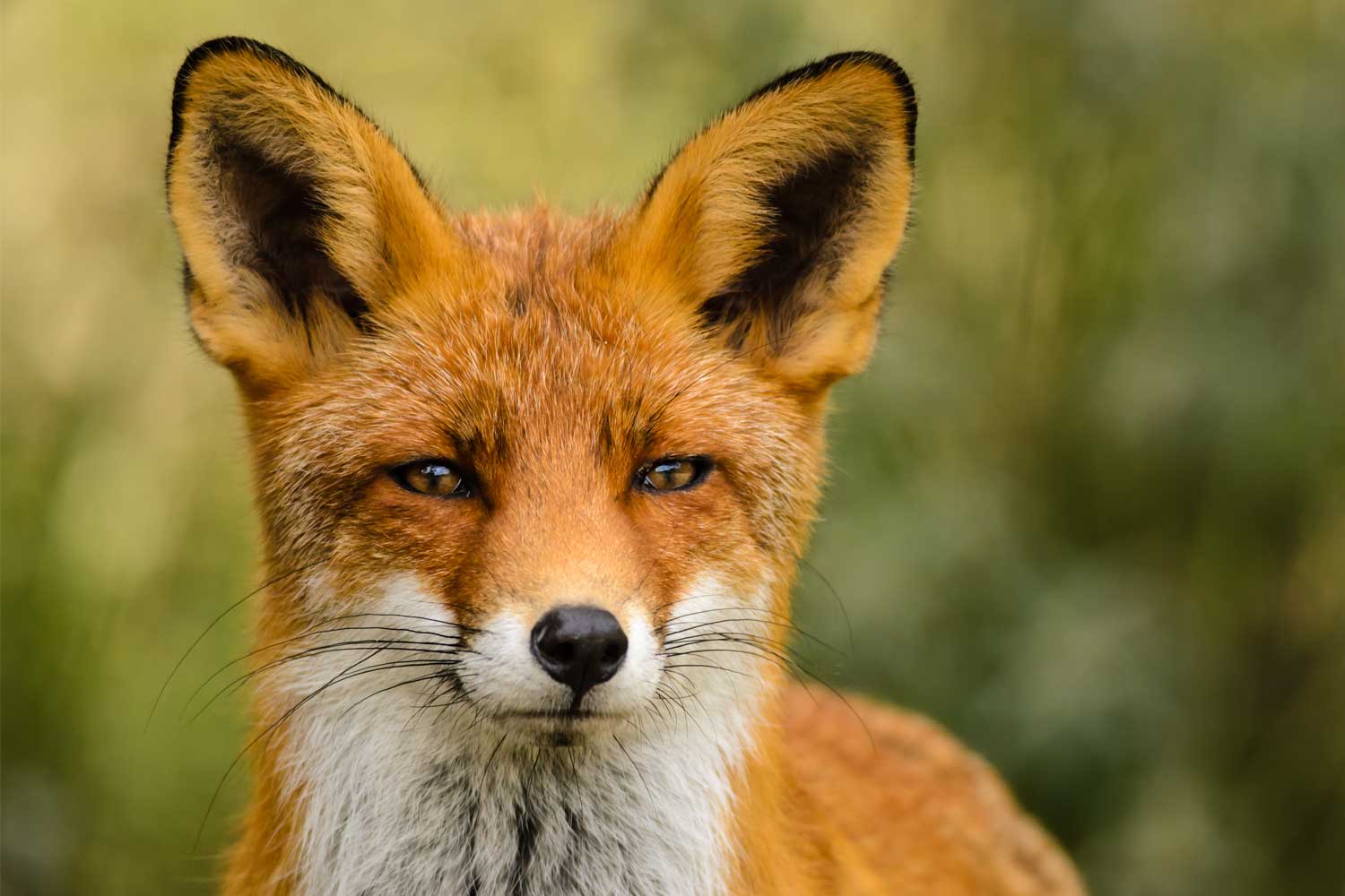 Close up of a red fox.