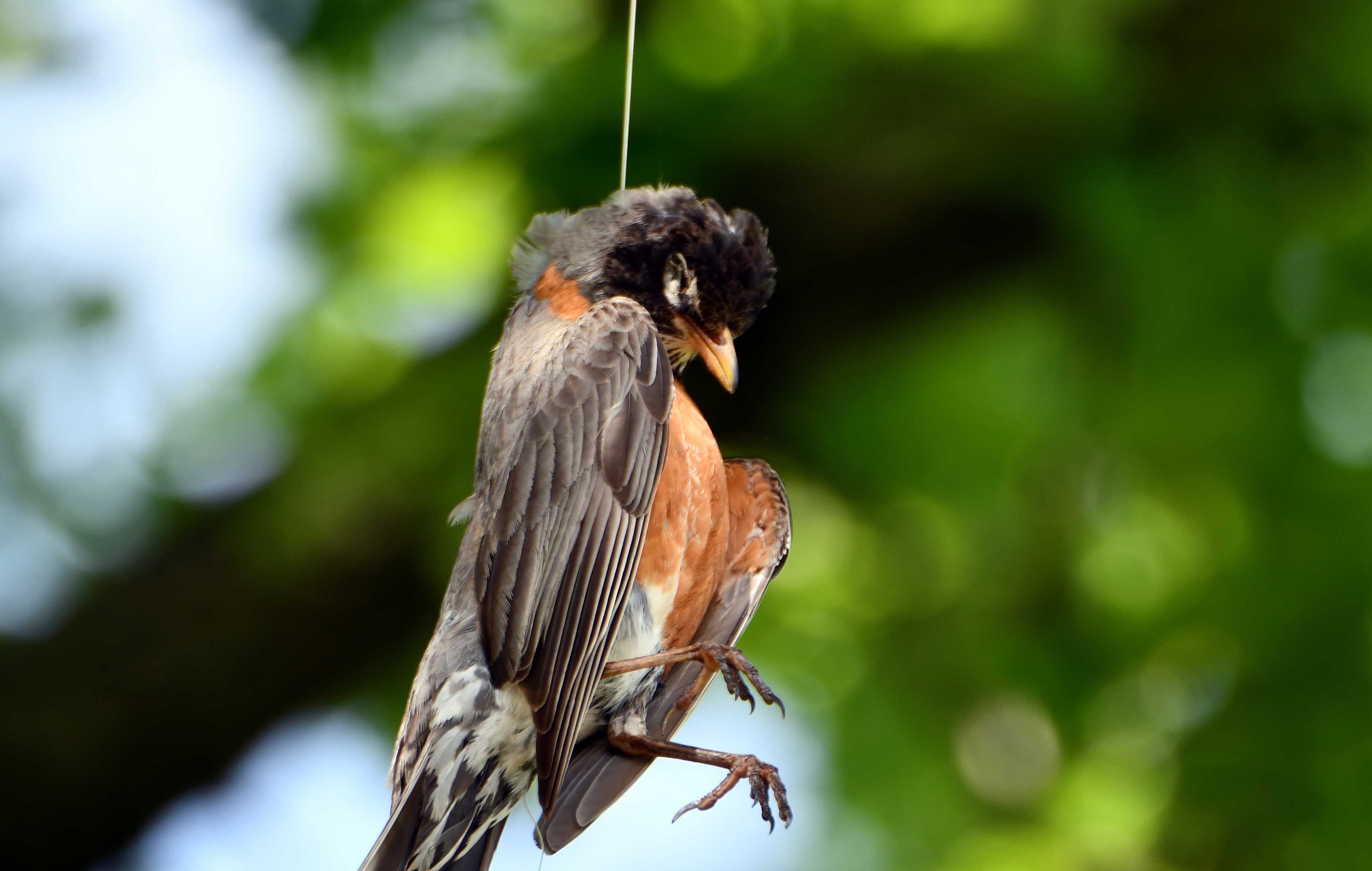 A dead robin caught in fishing line.