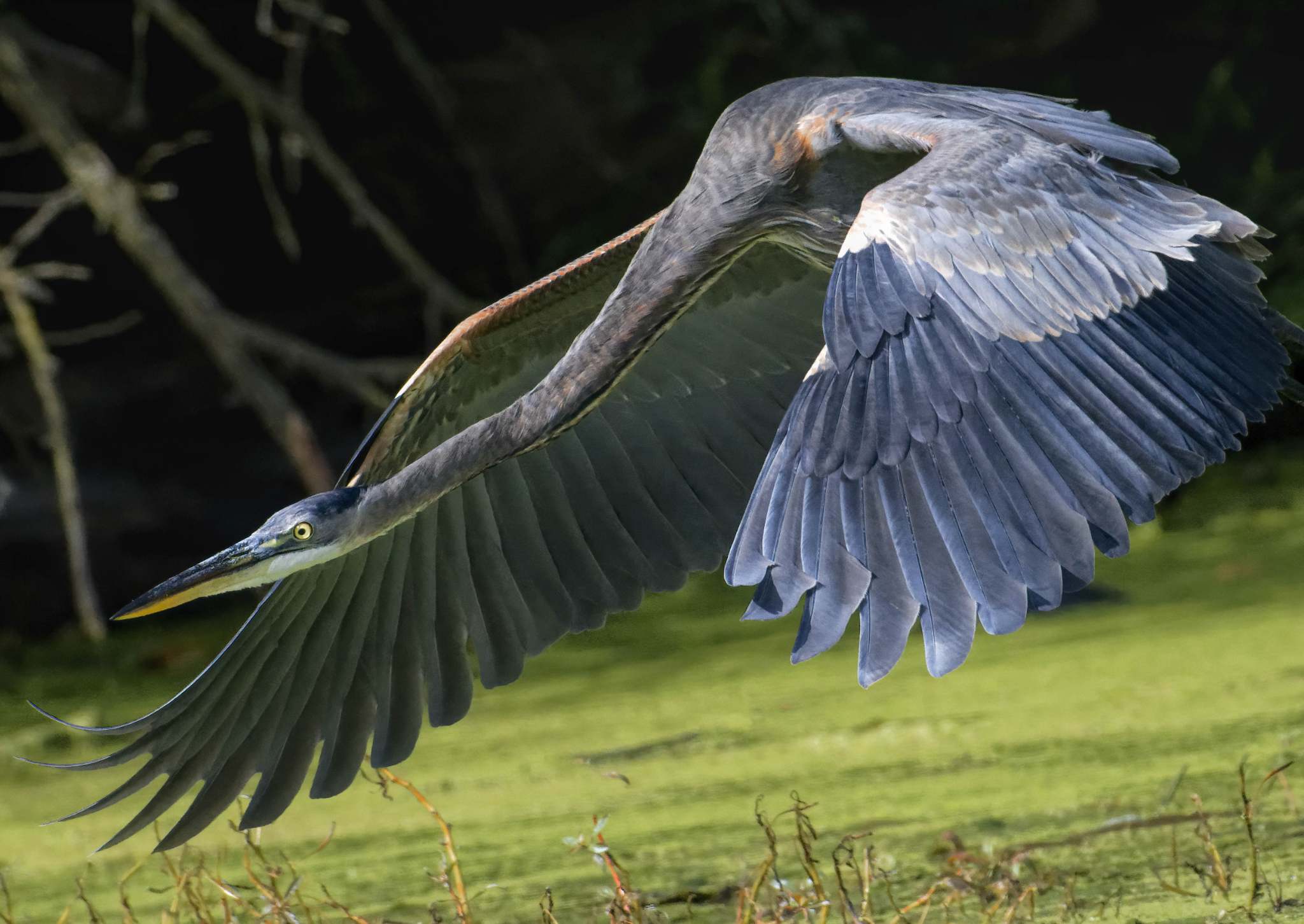 A great blue heron flying low over the water