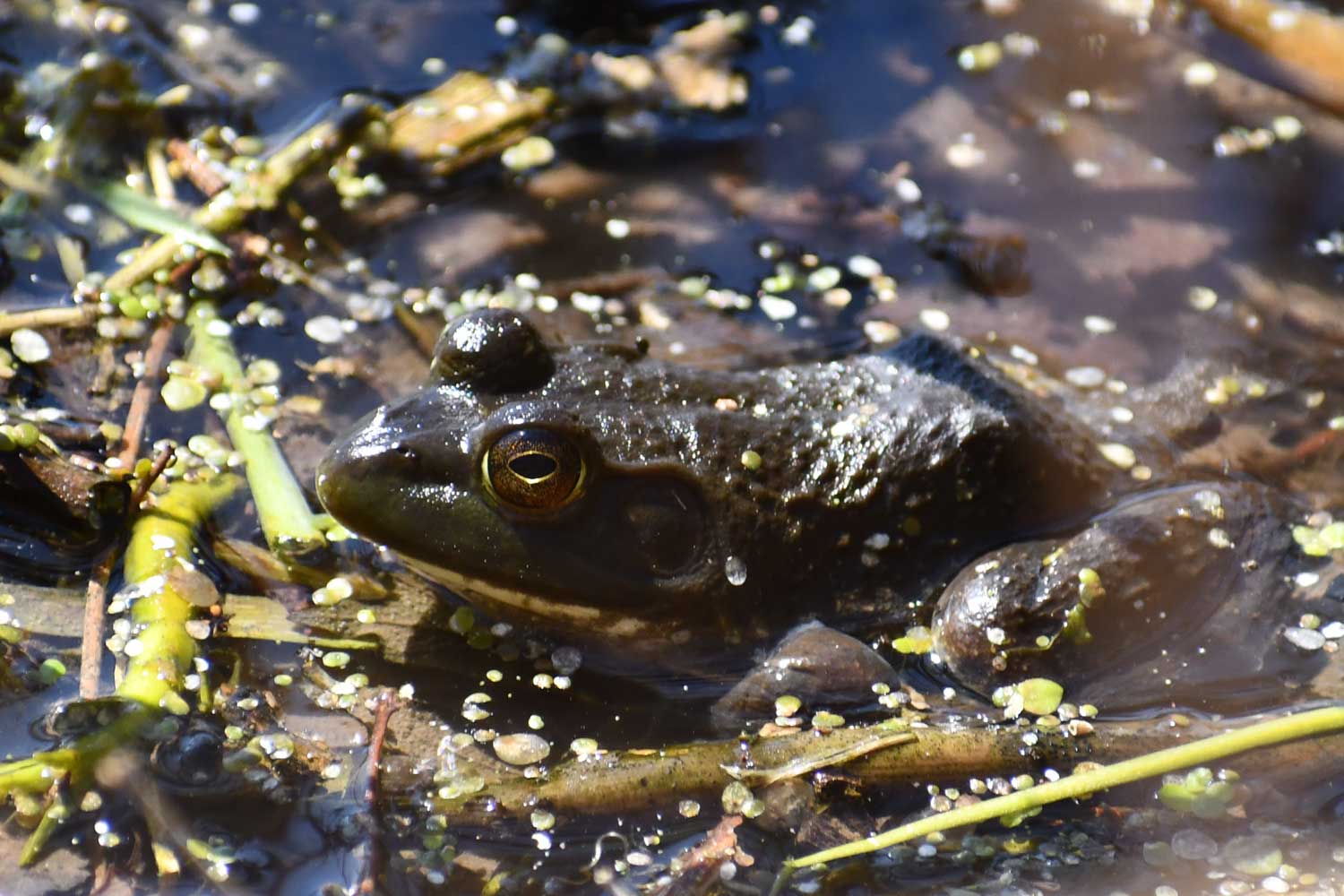 American bullfrog sitting in the water.