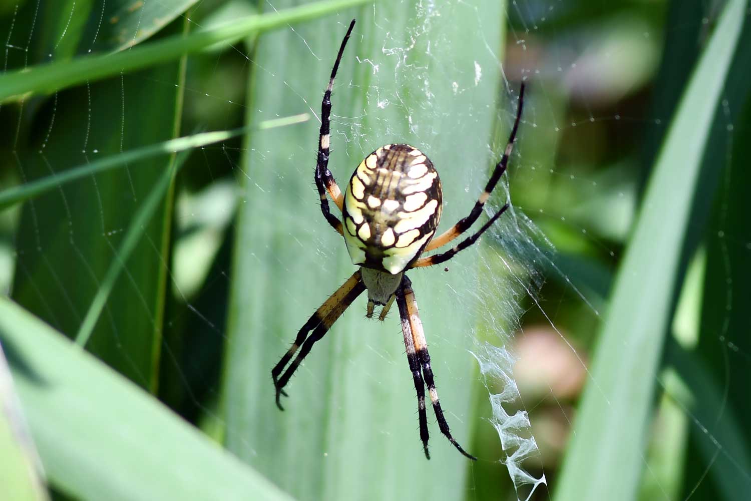 Orb weaver spider in its web surrounded by vegetation.
