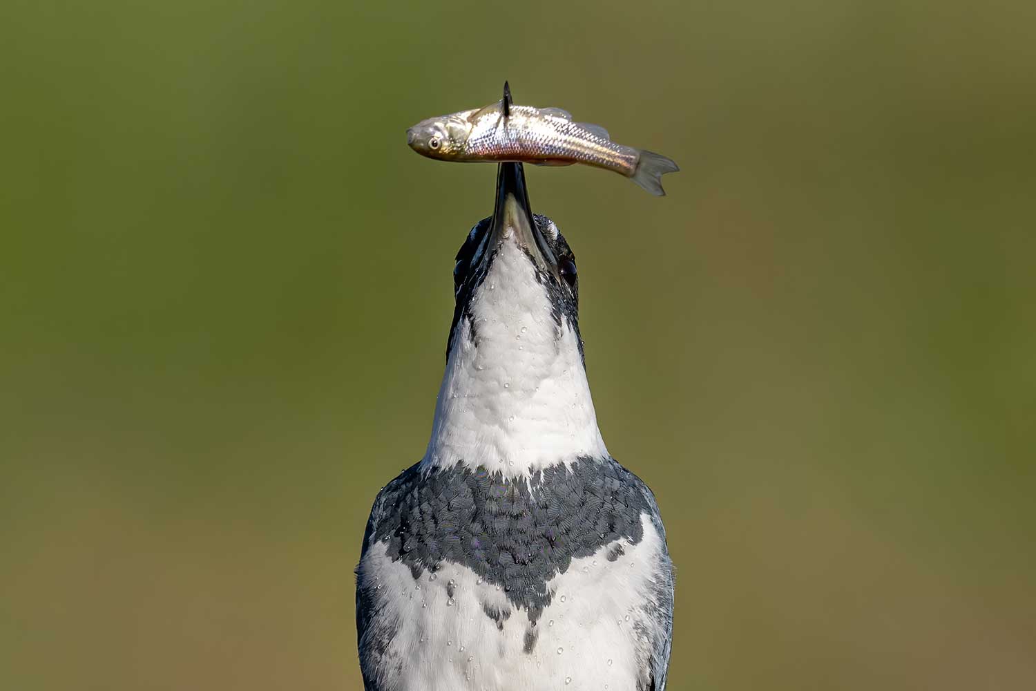 A belted kingfisher with a fish in its beak.