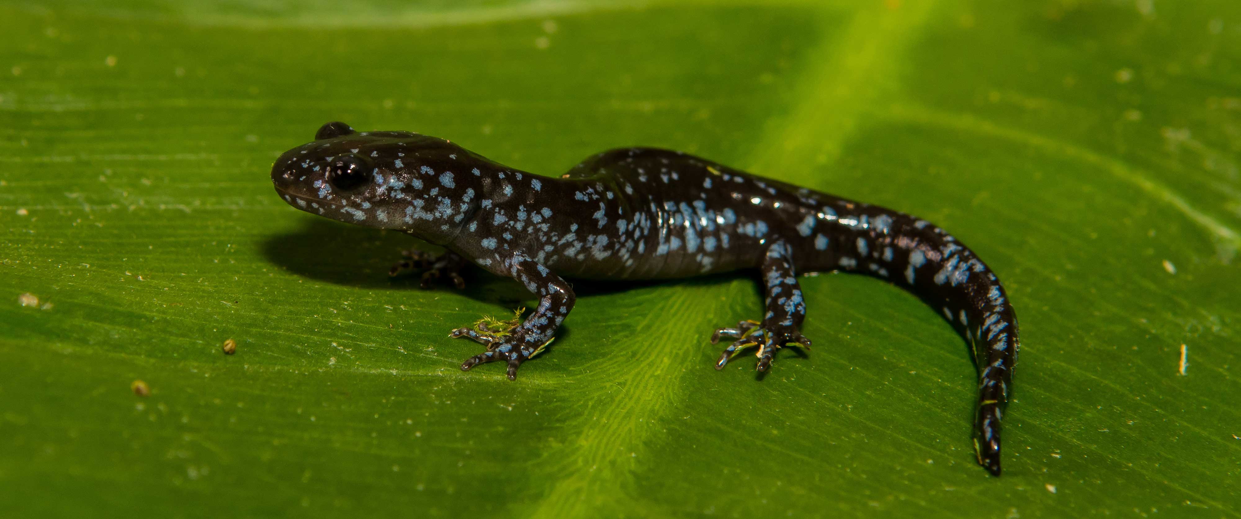 A blue-spotted salamander on a leaf.