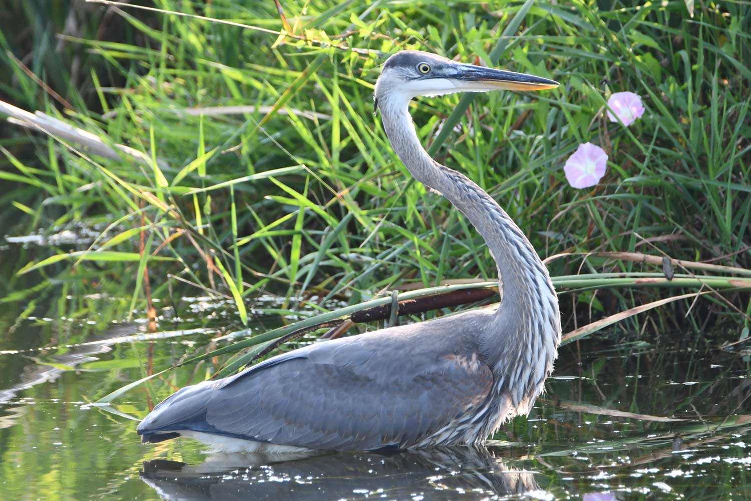 Great blue heron standing in water with tall grasses in the background.