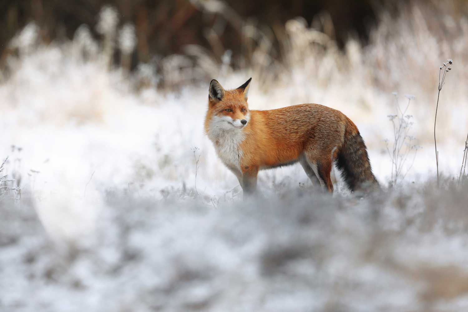 A red fox standing in a snowy winter landscape.