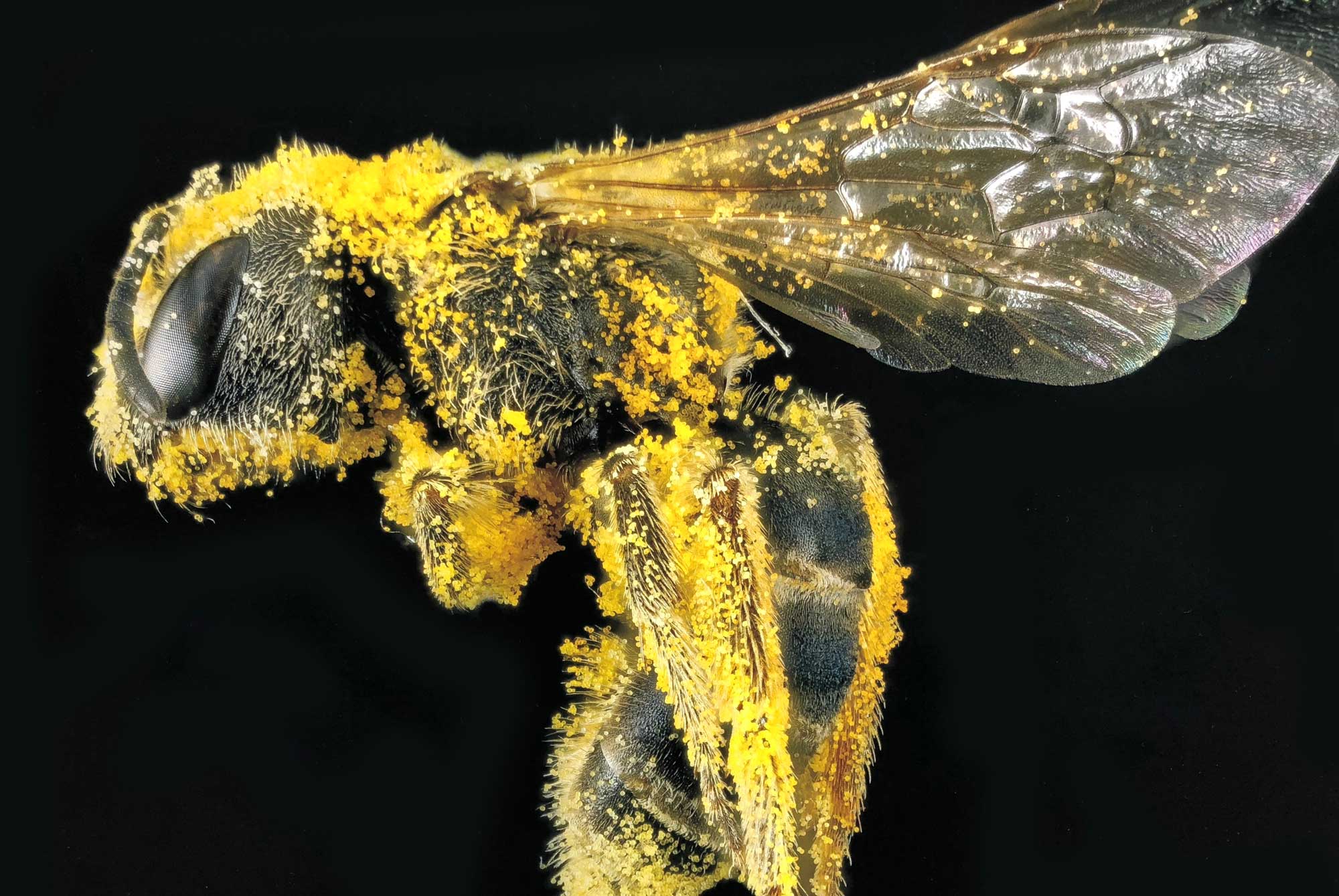 A bee covered in pollen.
