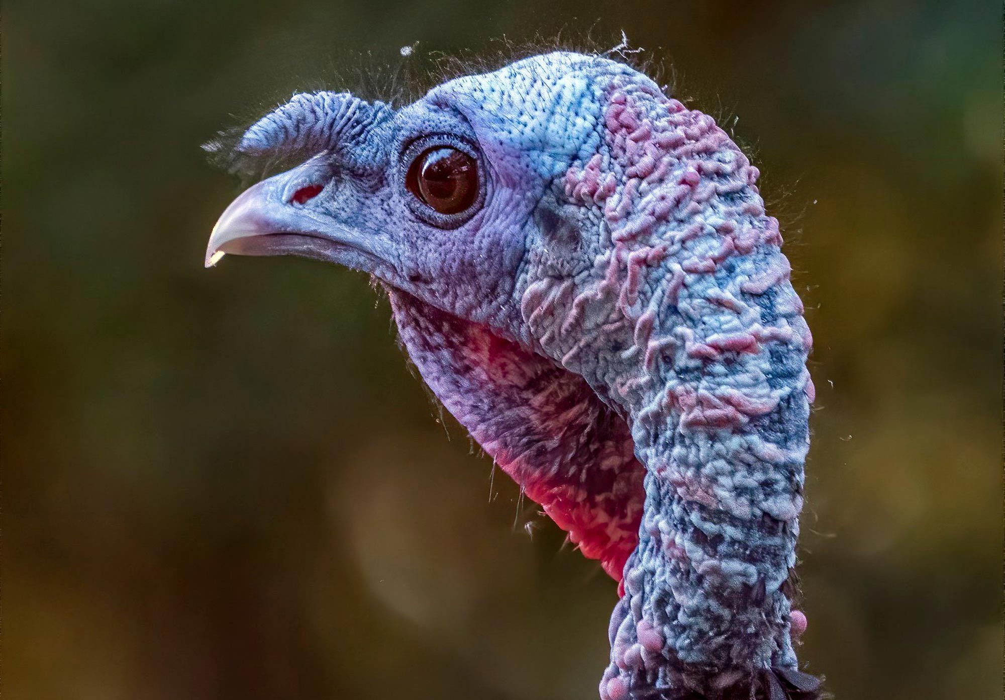 A wild turkey's head