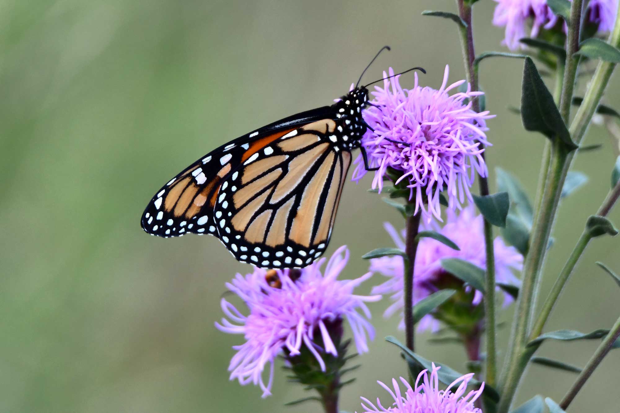 A monarch butterfly rest on the purple flowers of wild bergamot.