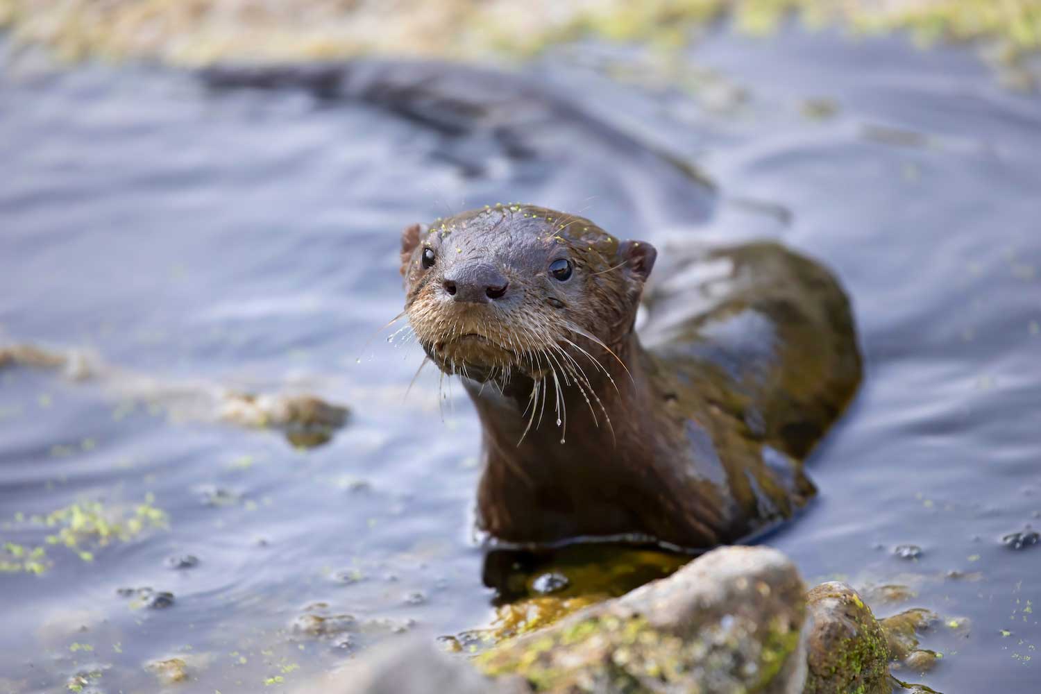 A river otter in shallow water at the water's edge.