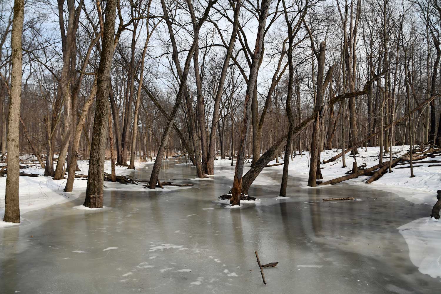A frozen creek with trees growing in it.