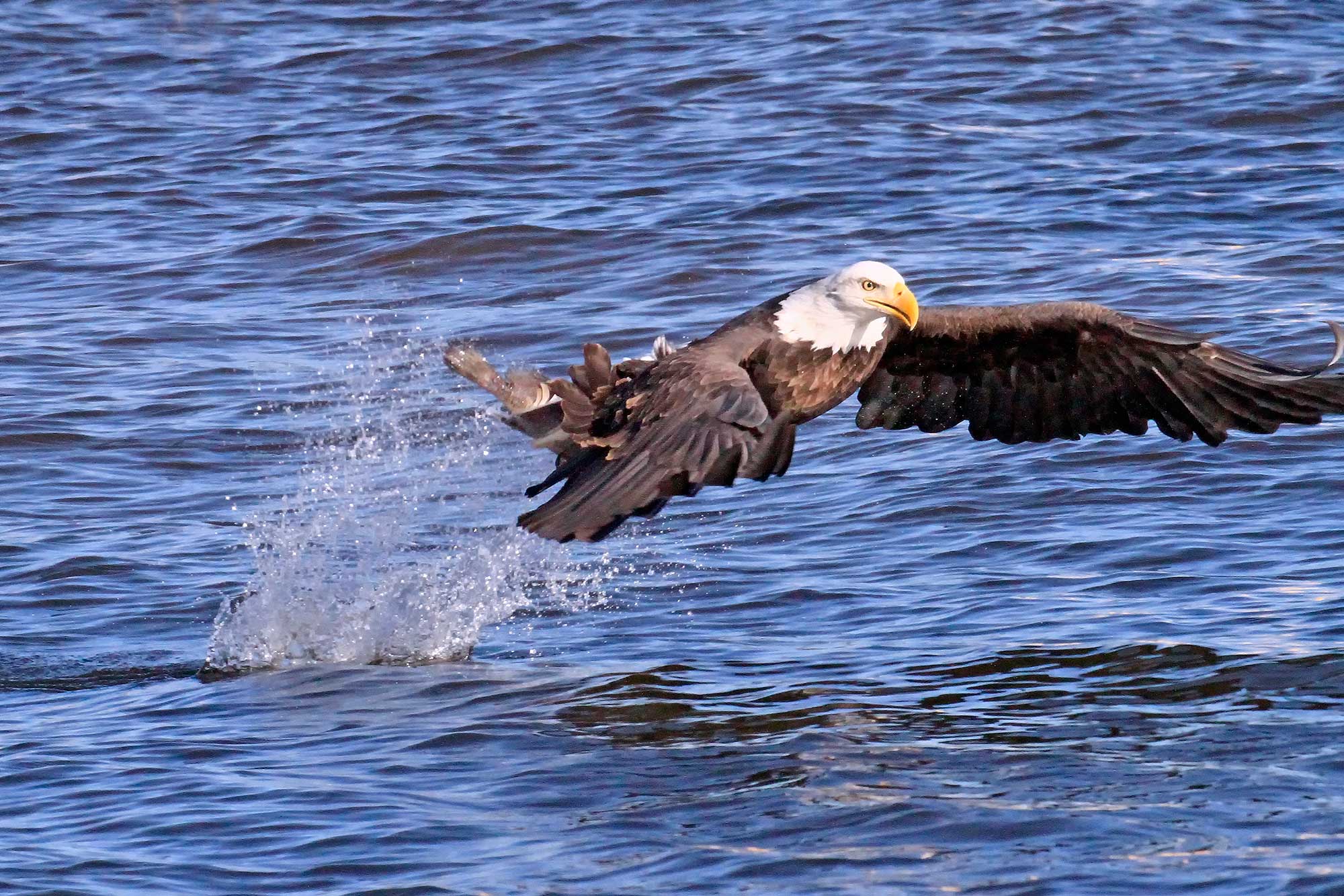 A bald eagle in flight over the water.