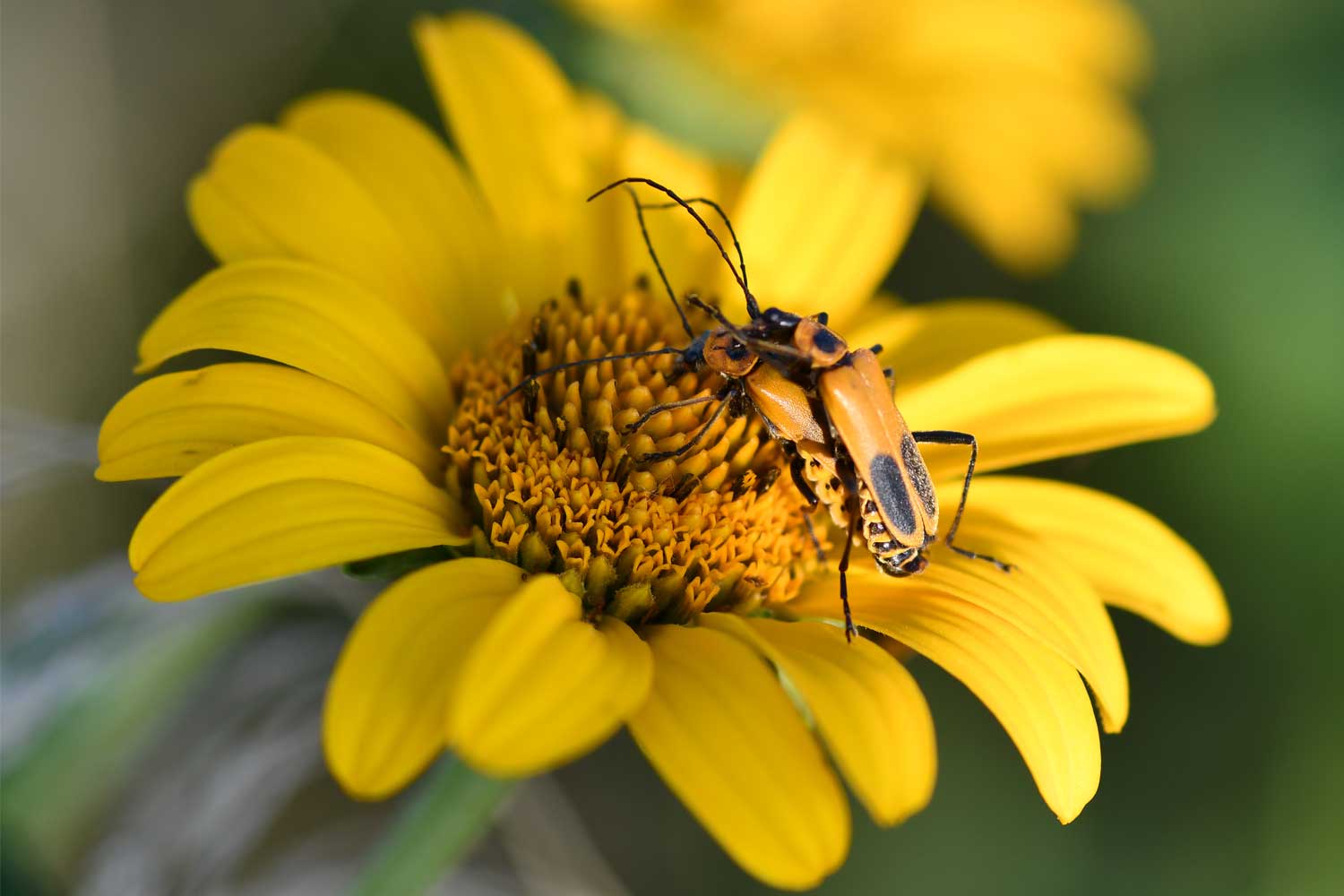 Two goldenrod soldier bettles on a yellow flower bloom.