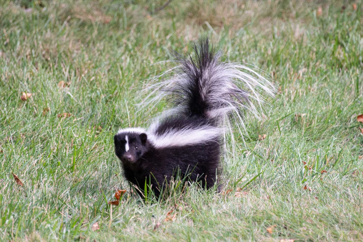 A skunk standing in the grass.