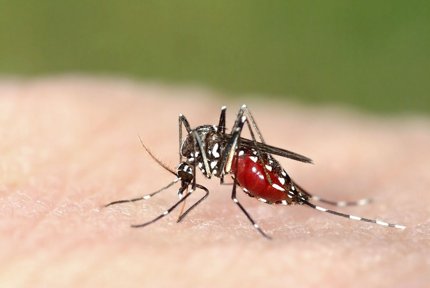 A mosquito biting a person's arm