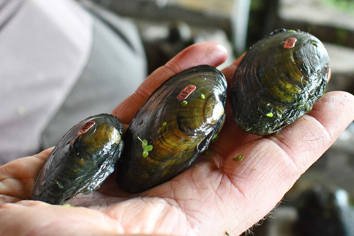Person holding freshwater mussels in their hand.