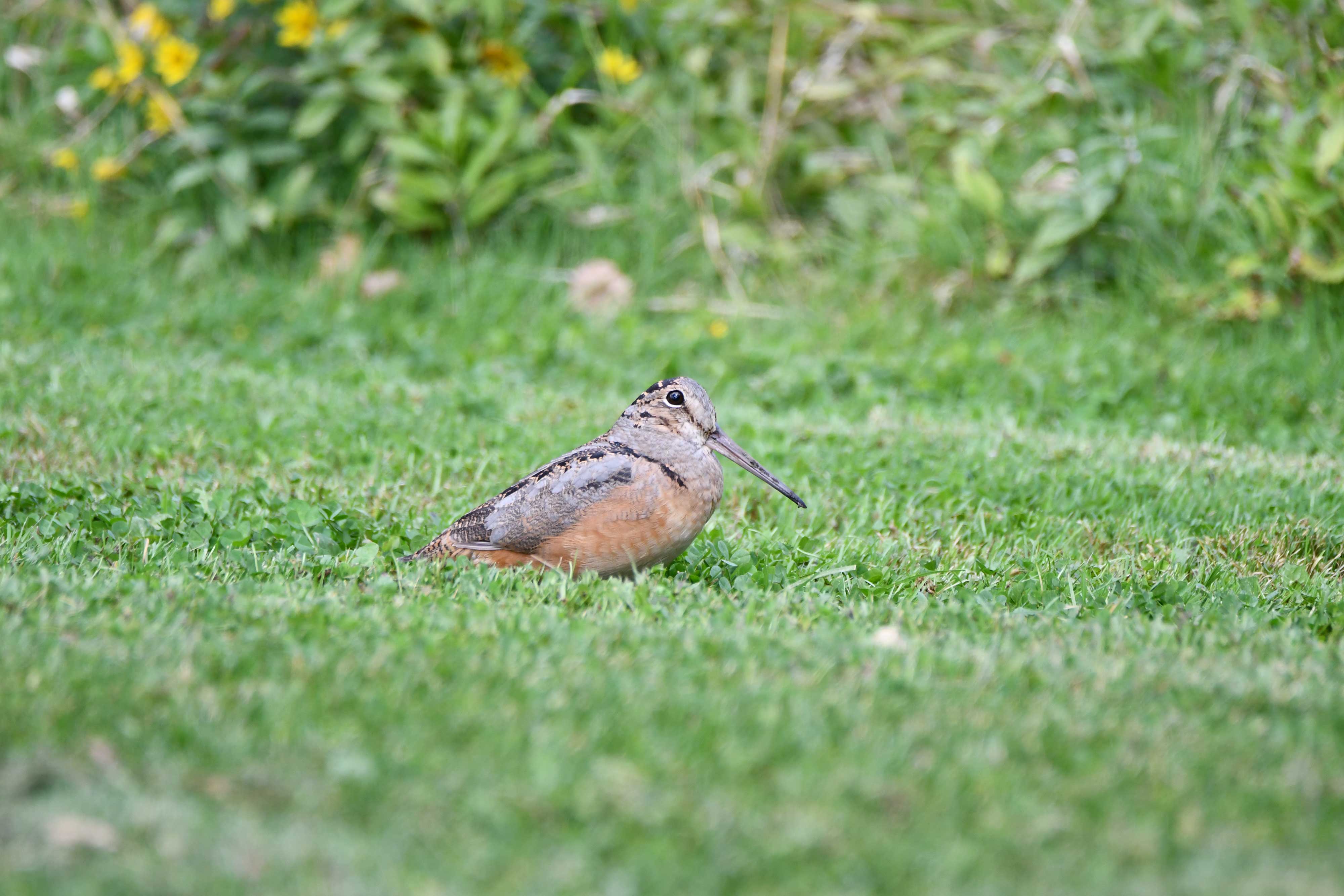 A woodcock in the grass