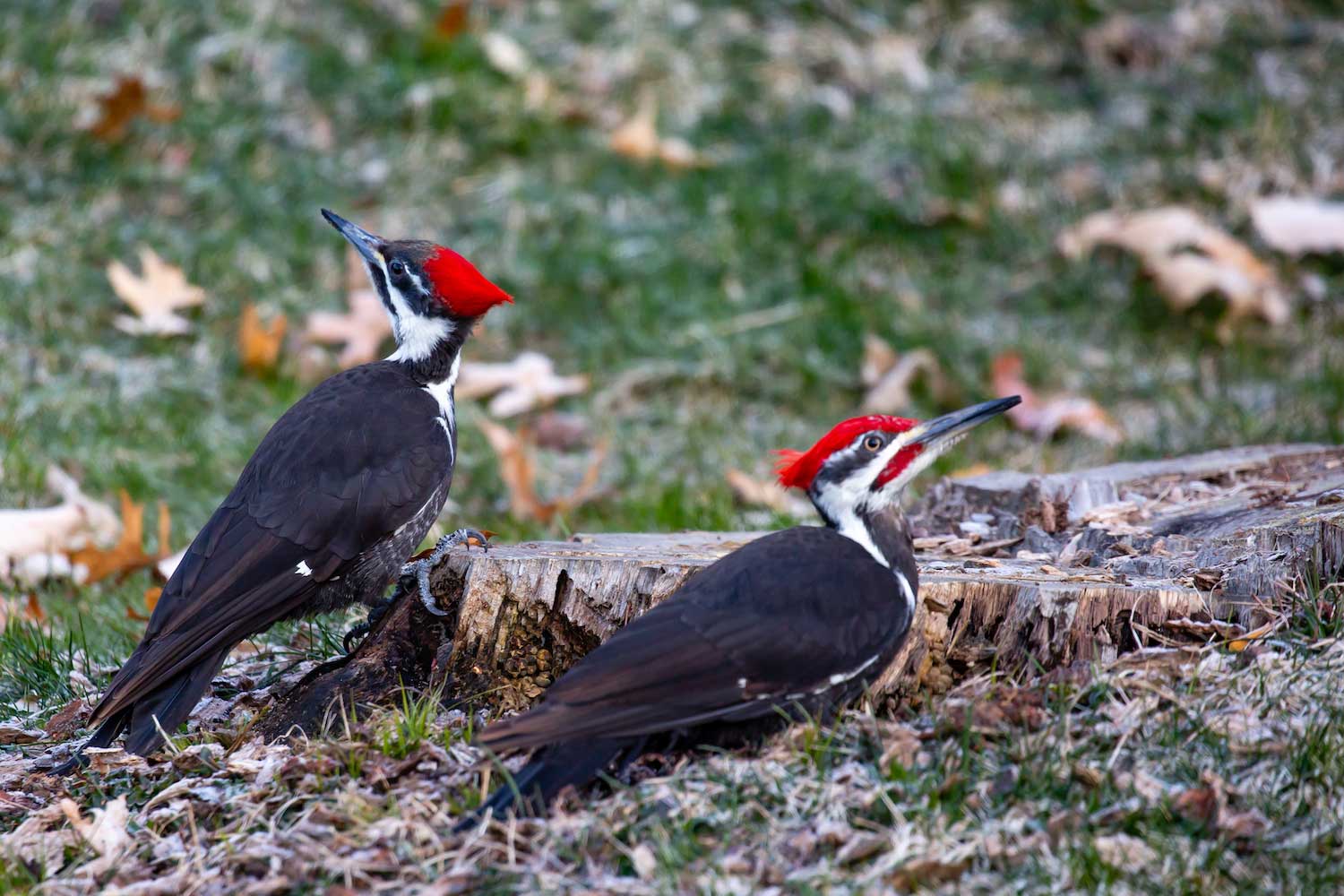 Two pileated woodpeckers on the ground.