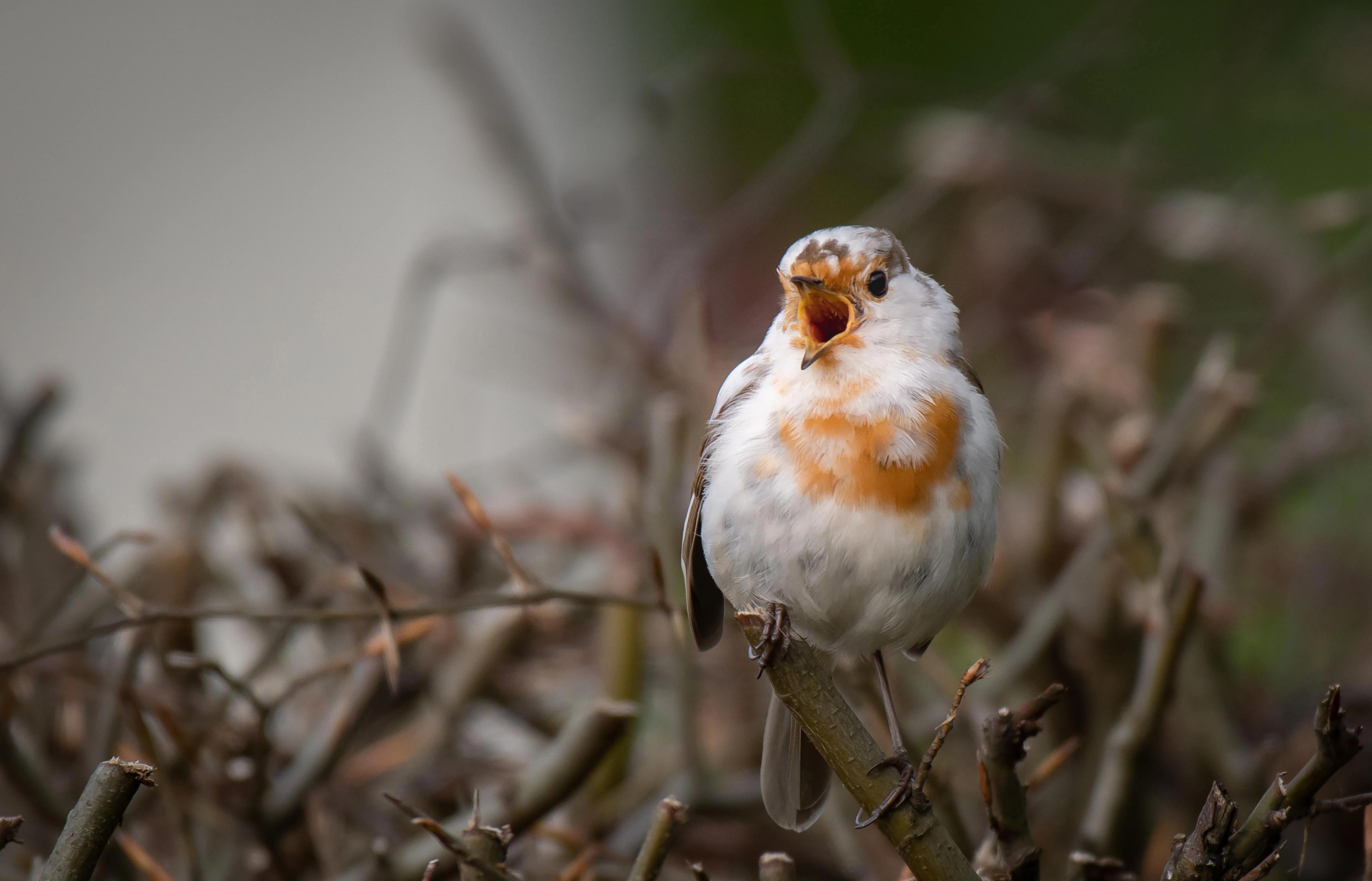 A leucistic robin with its mouth open.