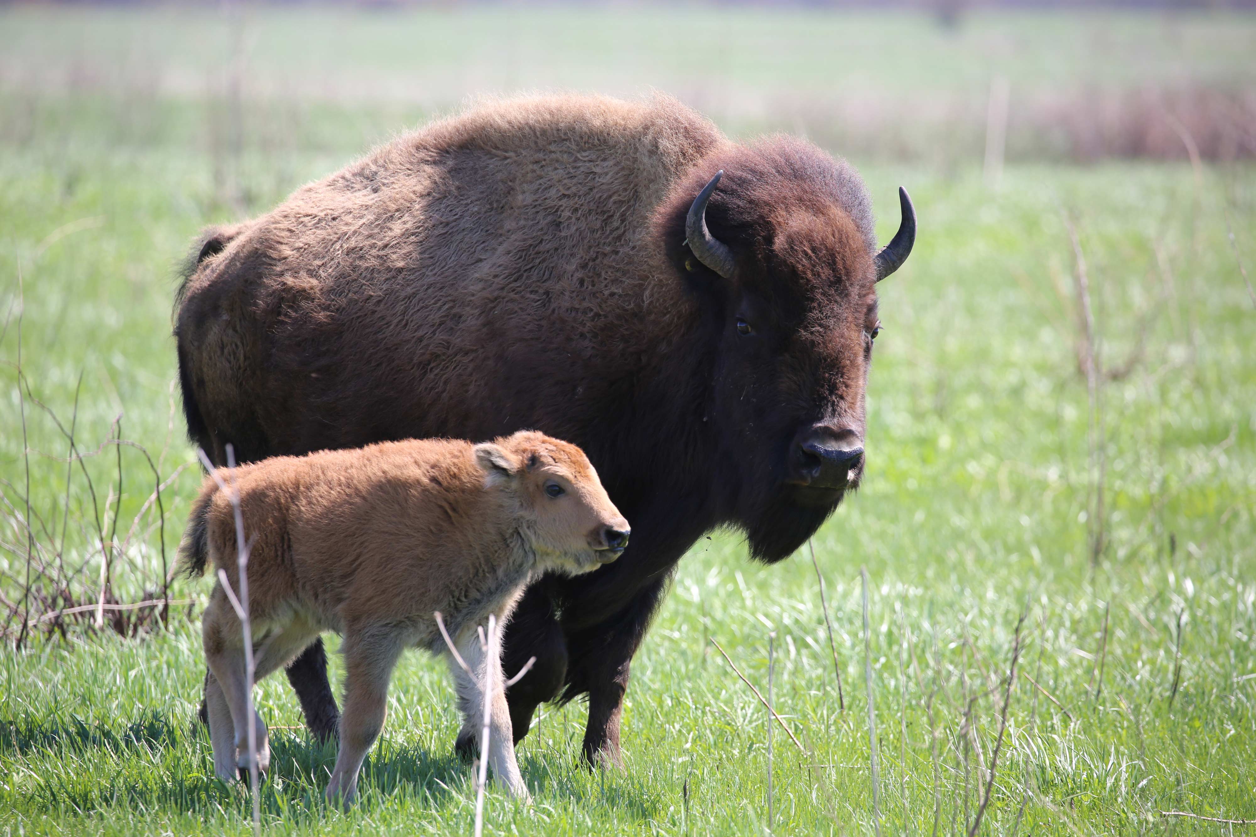 A bison and its calf walking in a field.