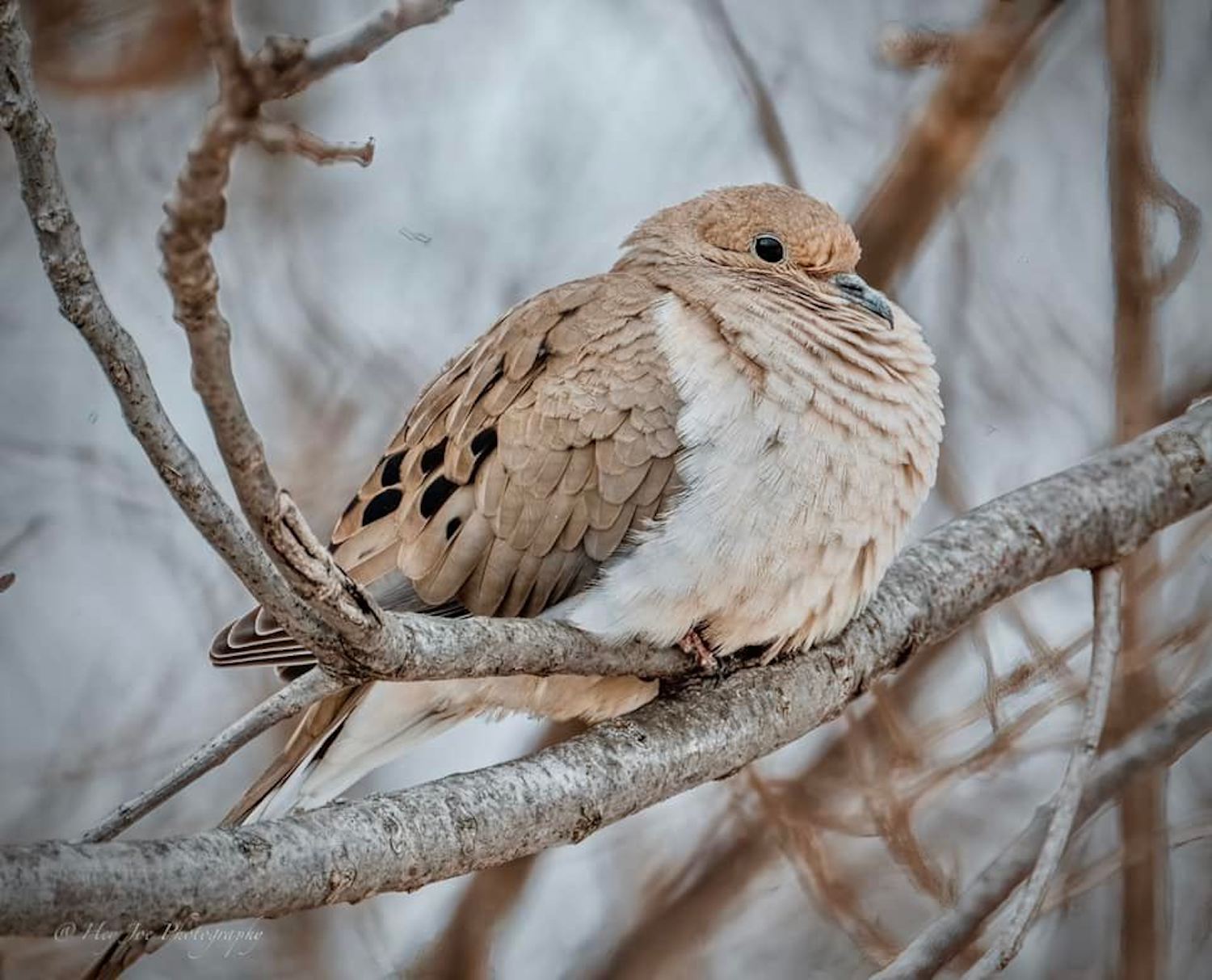 A mourning dove puffed up and perched on a bare branch.