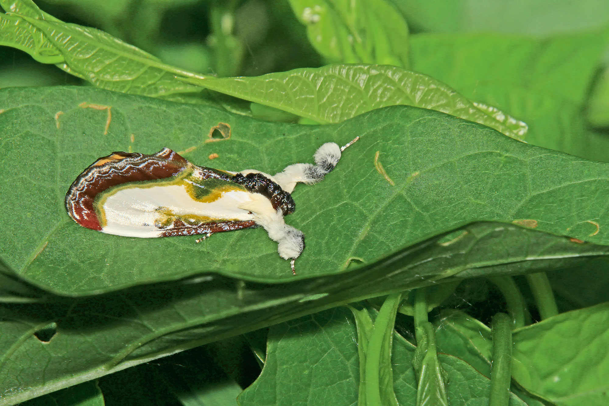 The beautiful wood nymph on a leaf.