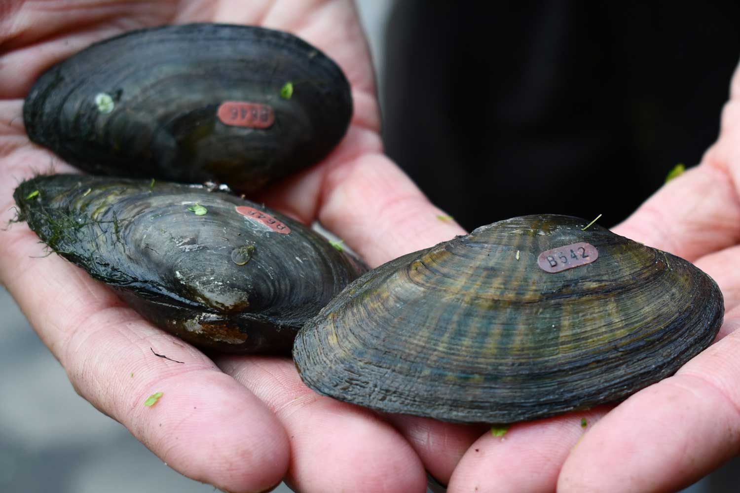 Person holding freshwater mussels in their hand.