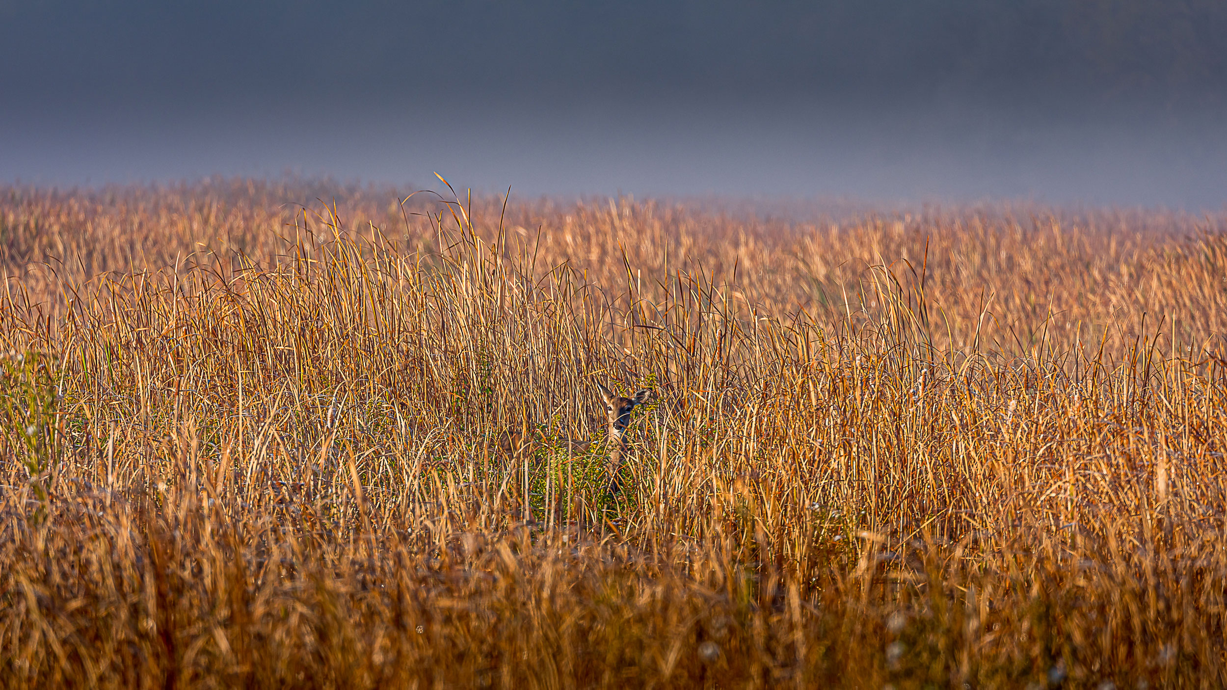 A deer standing in a field.