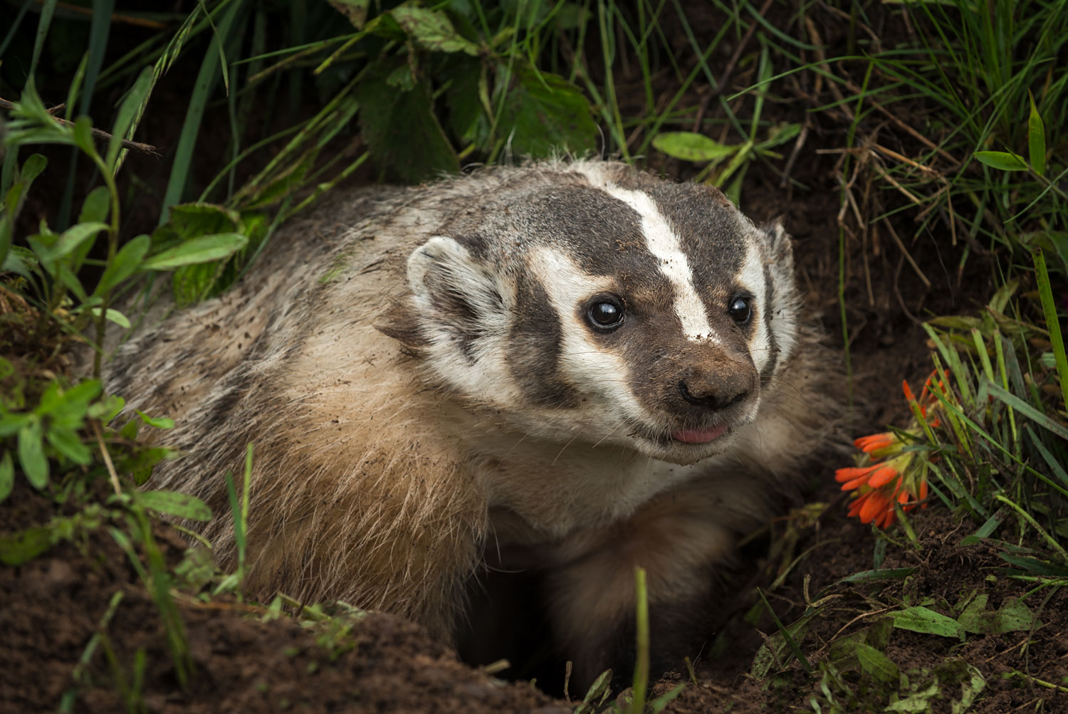 A badger on the forest floor
