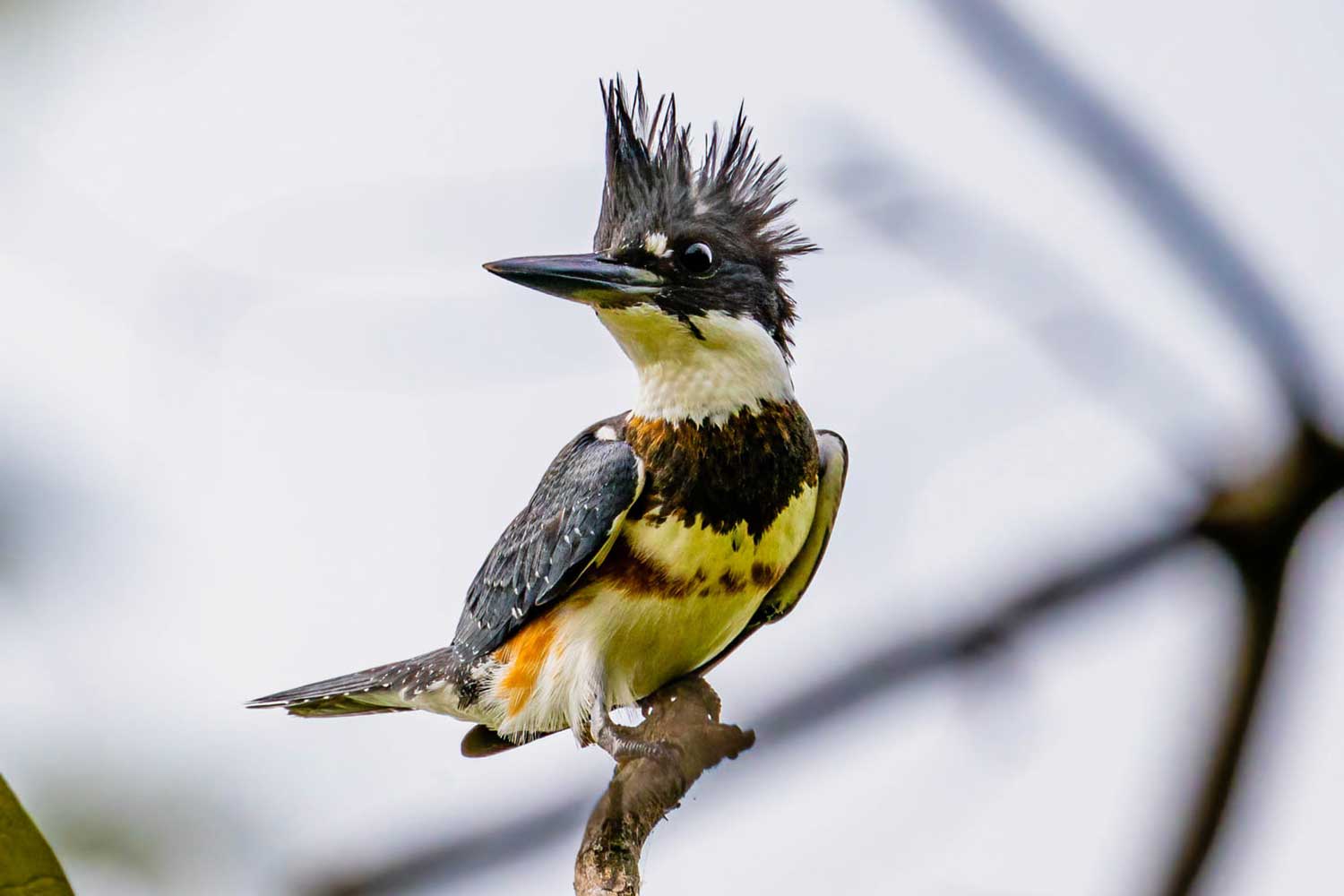 A belted kingfisher on a branch.