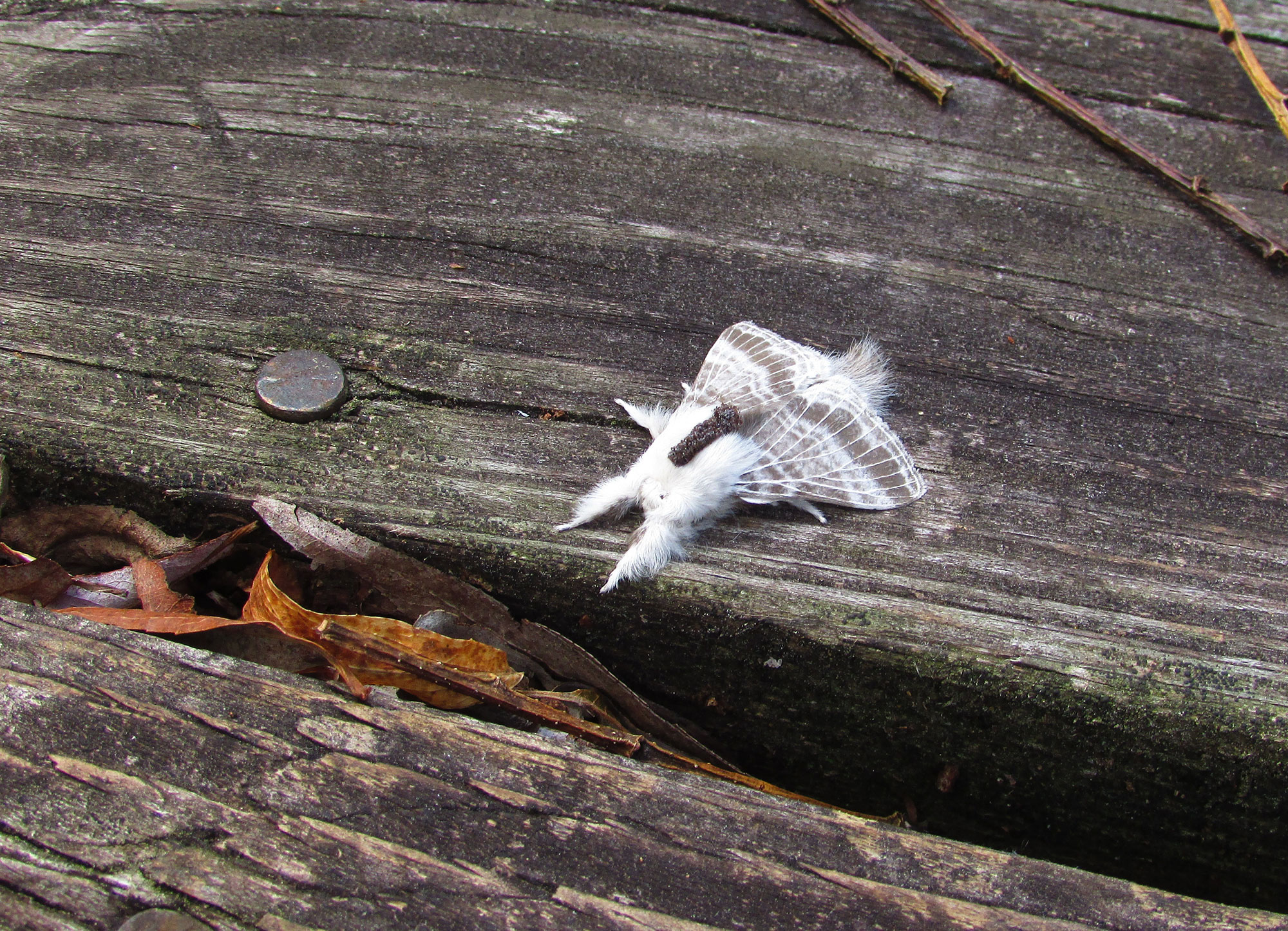 A large tolype moth on a wooden structure.