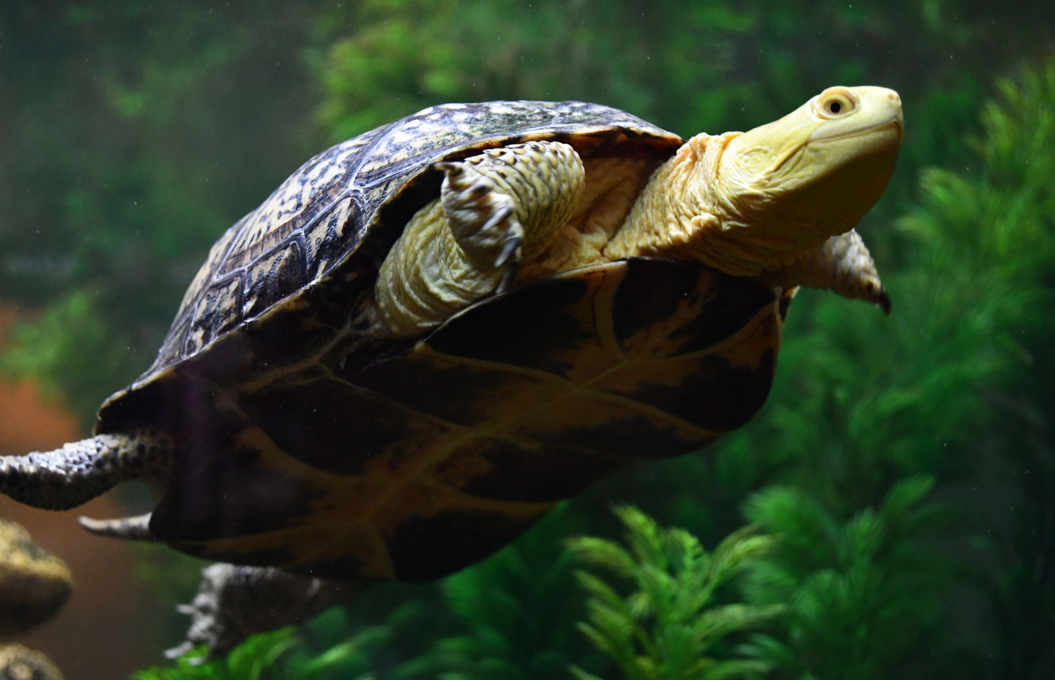 A Blanding's turtle swimming in water in a large tank.