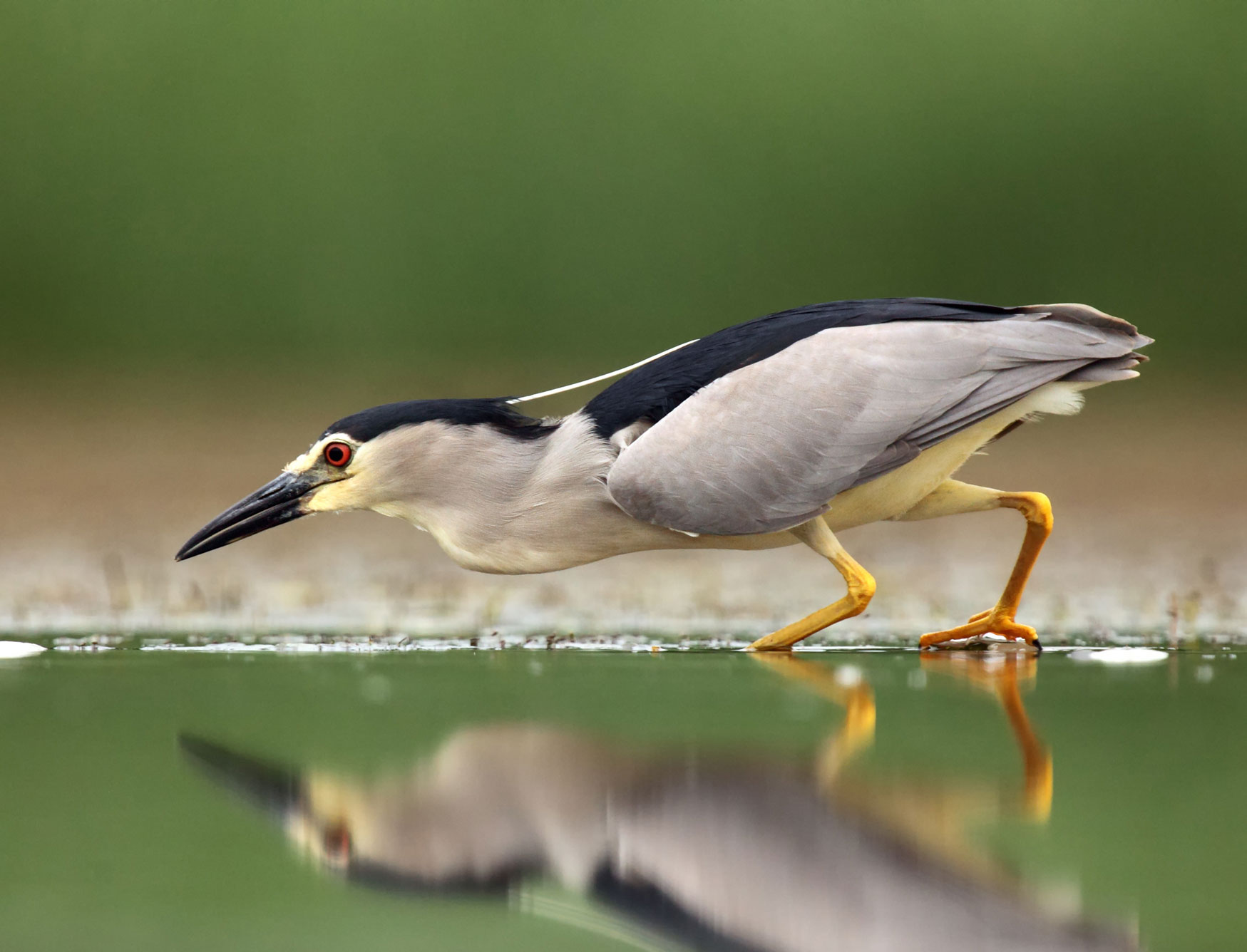A black-crowned night heron walking through water.
